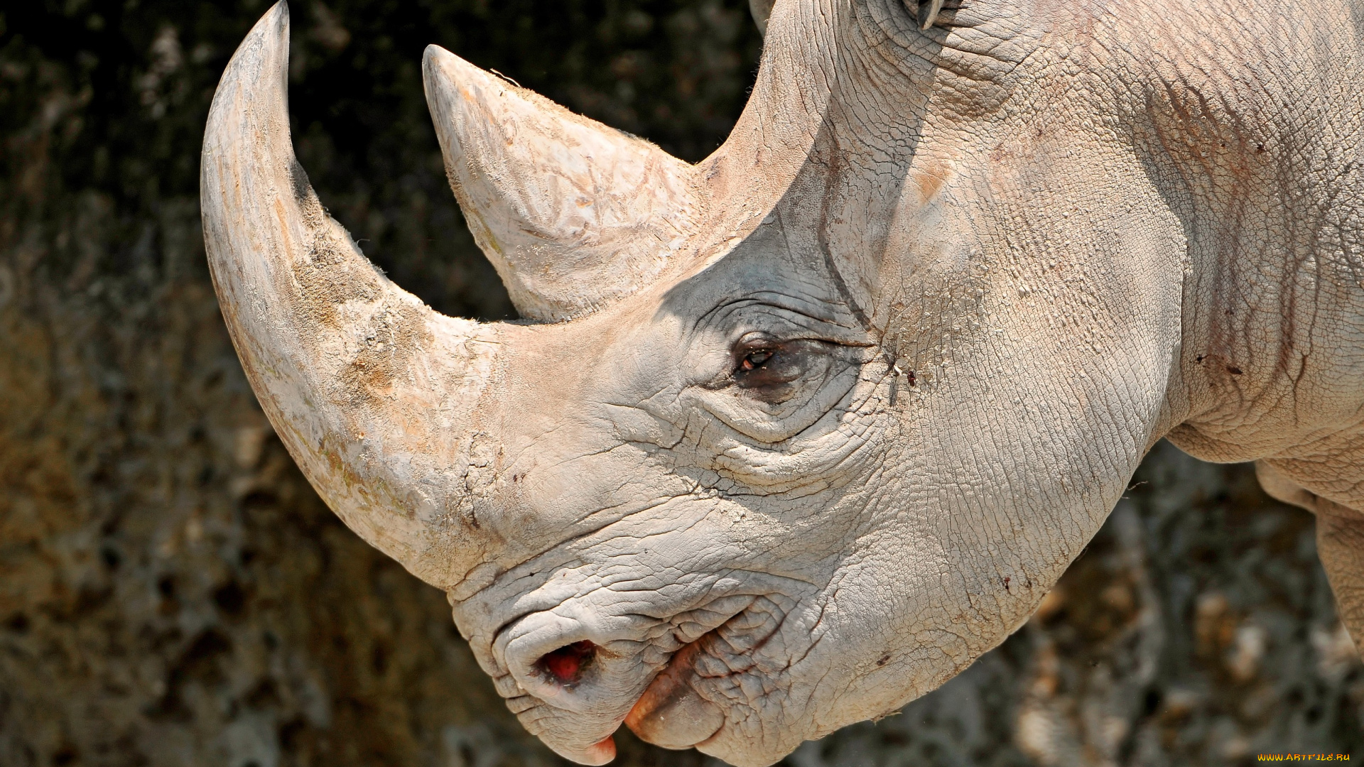 животные, носороги, рог, голова, большой