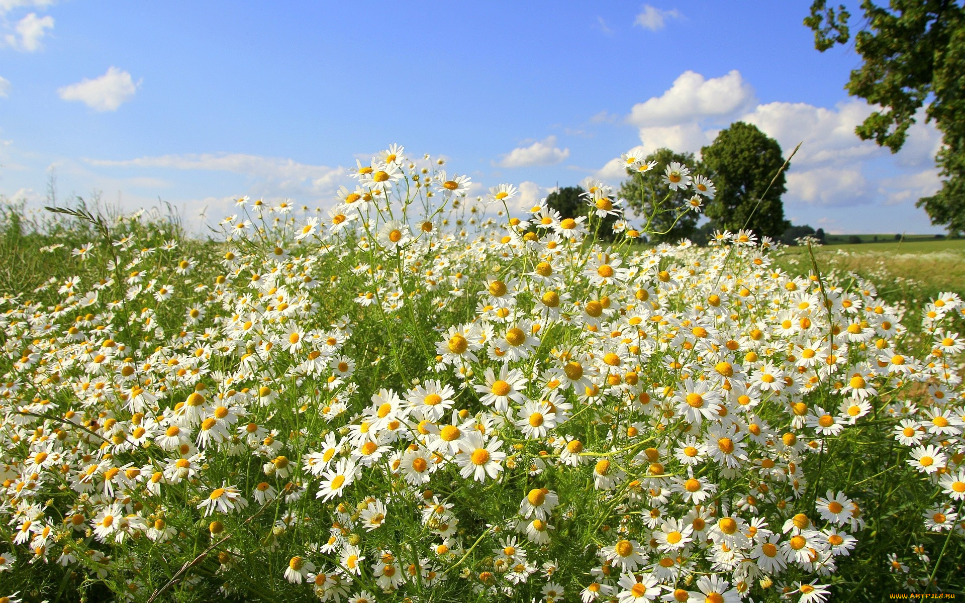 цветы, ромашки, небо, деревья