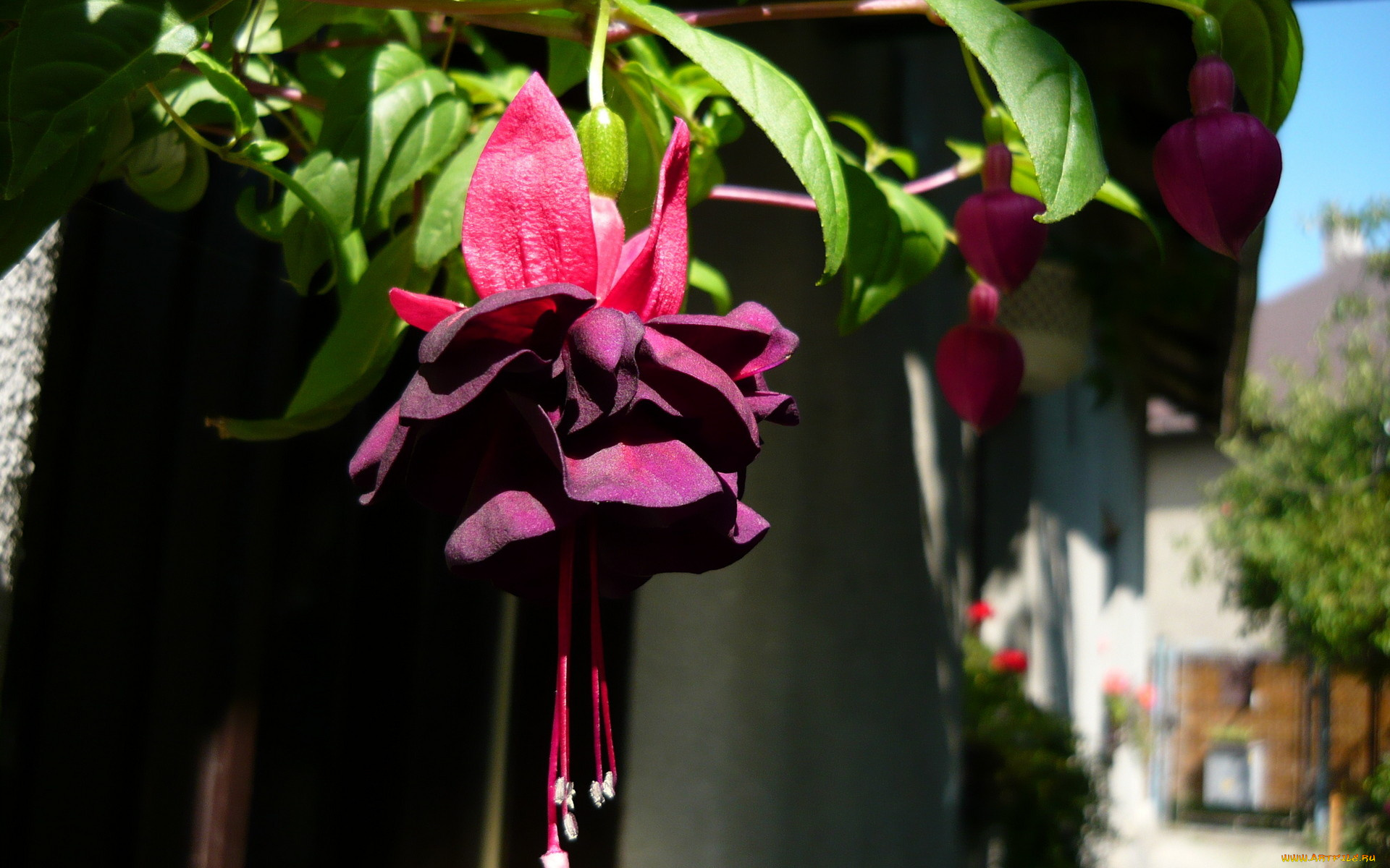 фуксия, цветы, фиолетовый, розовый