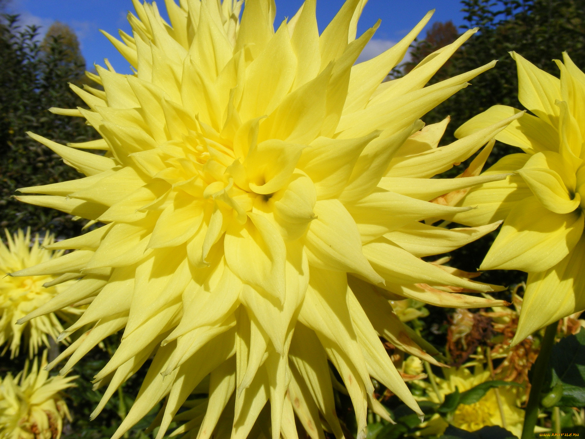 цветы, георгины, желтый