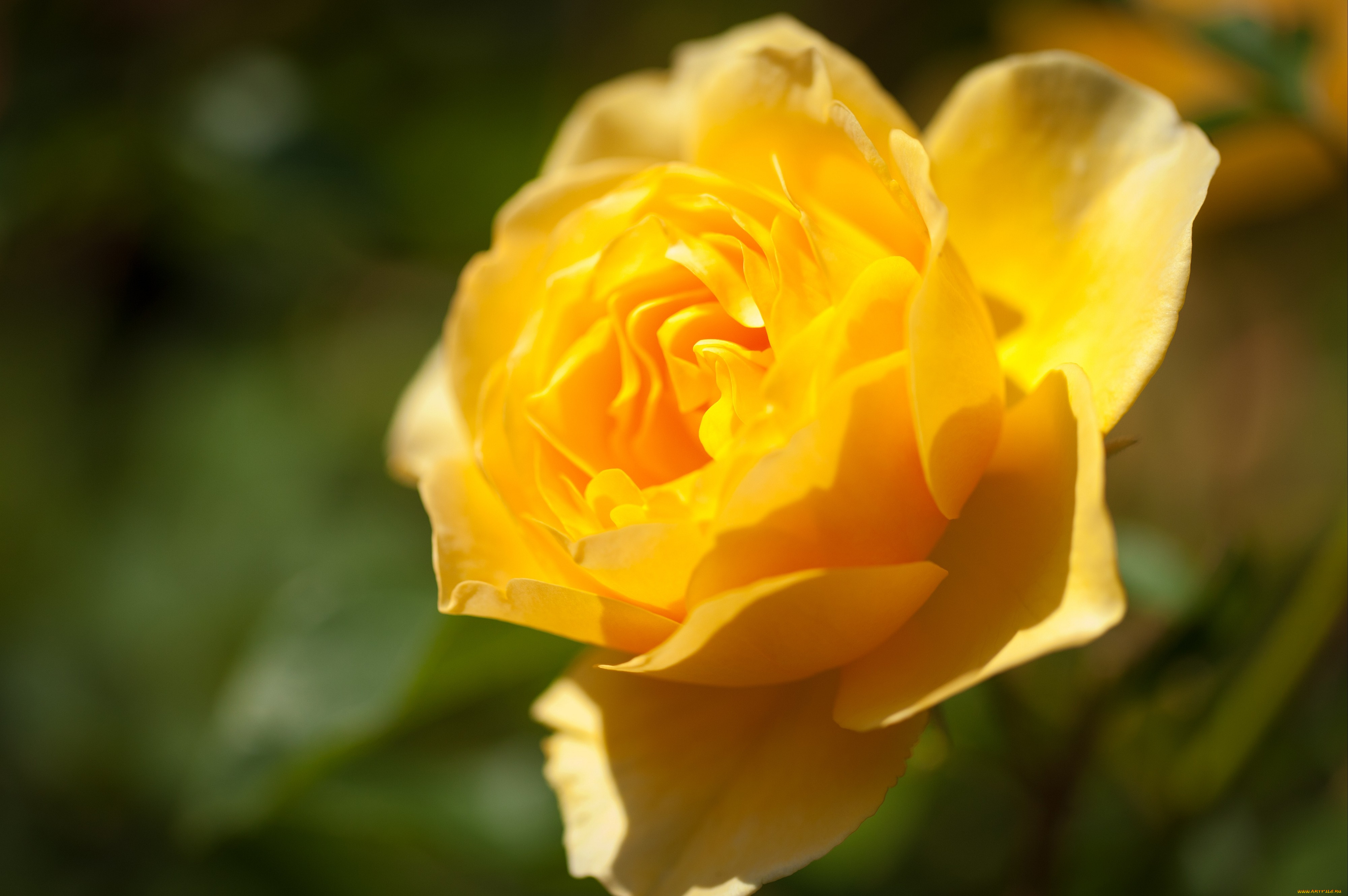 цветы, розы, желтый