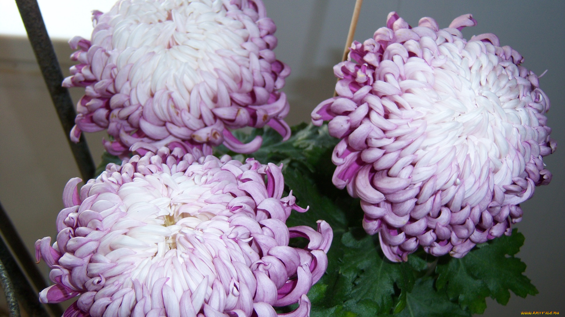 цветы, хризантемы, сиреневые, крючки-лепестки