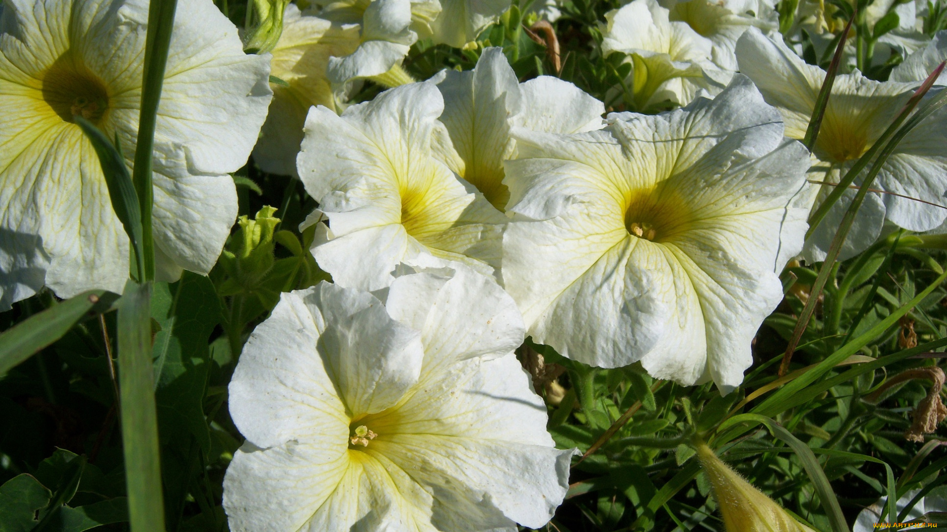 цветы, петунии, , калибрахоа, бледно-жёлтые