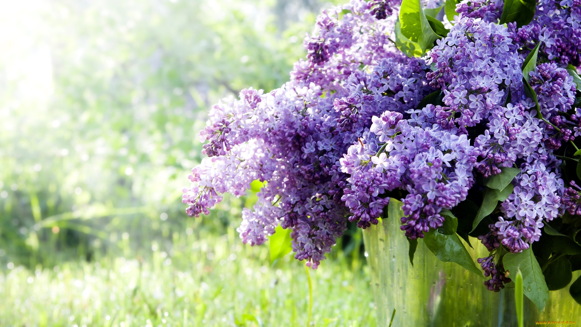 цветы, сирень, букет