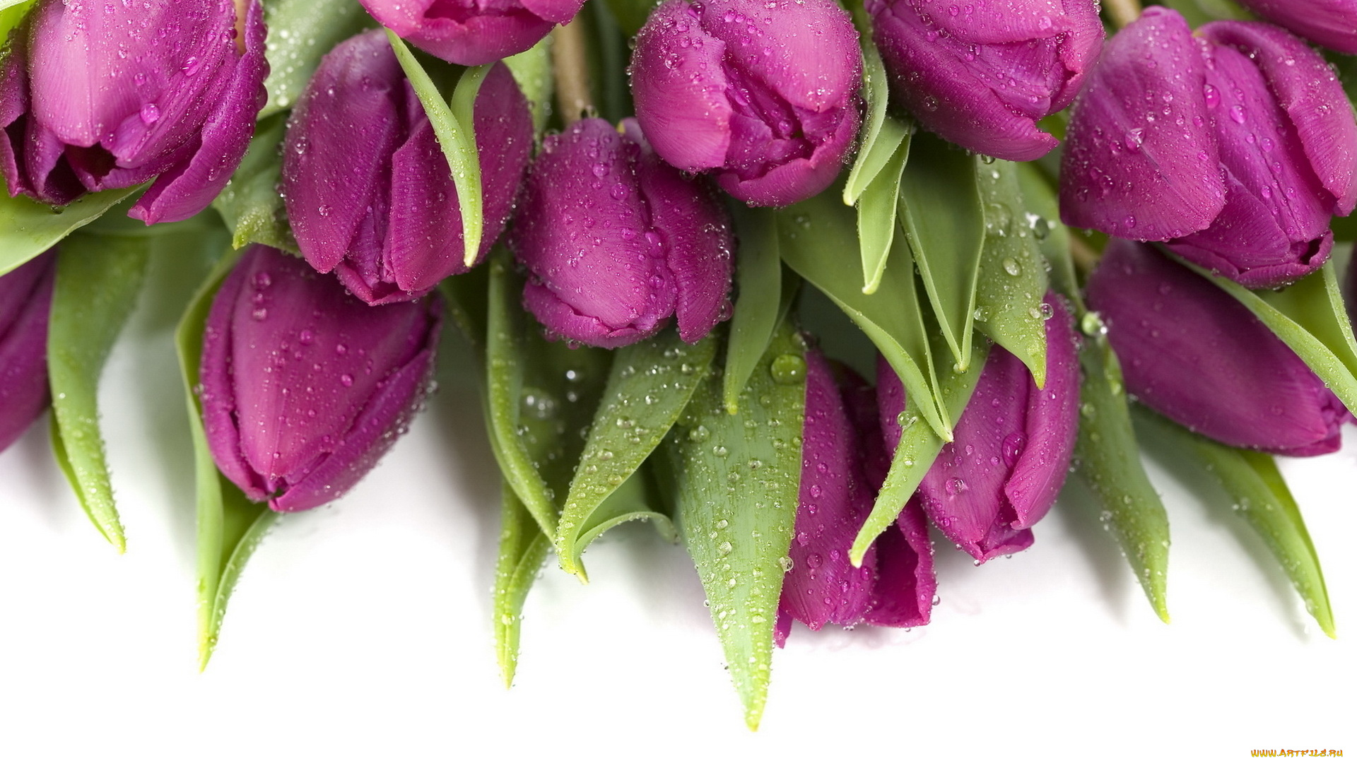 цветы, тюльпаны, лиловые