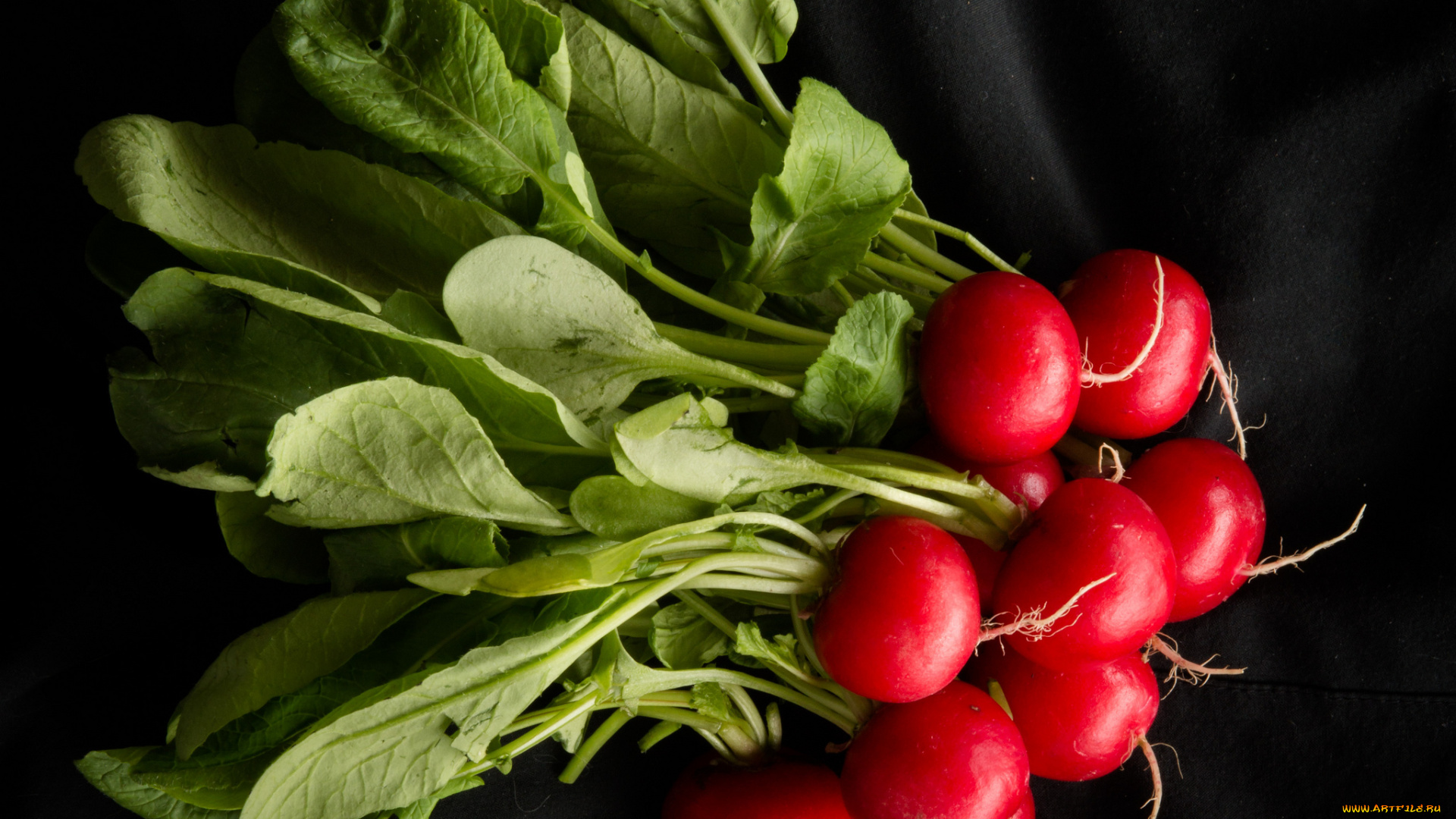еда, редис, , репа, , редька, редиска, пучок