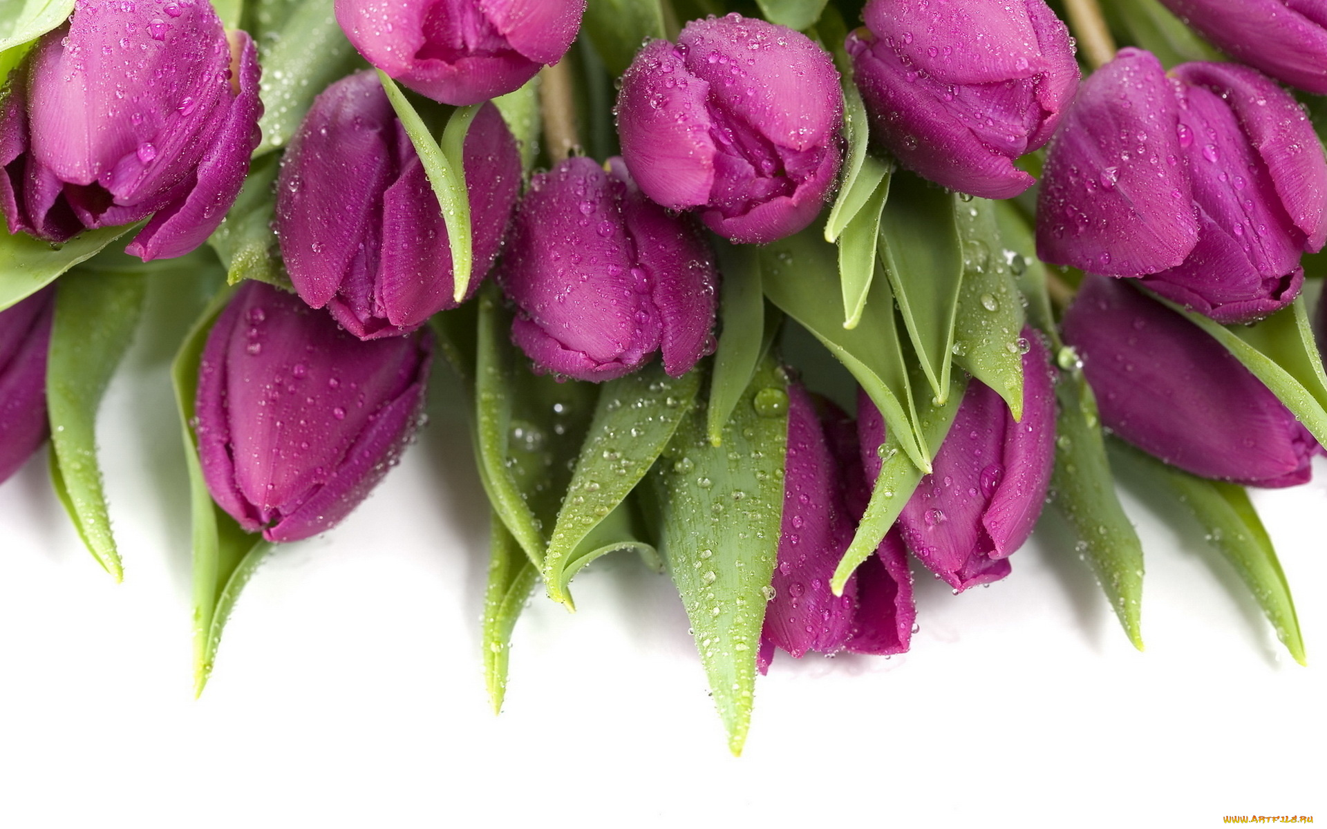 цветы, тюльпаны, лиловые