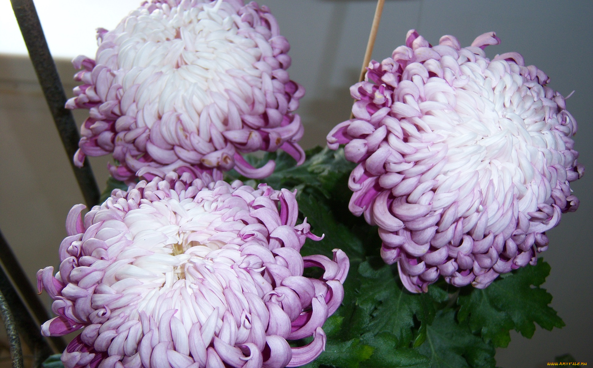 цветы, хризантемы, сиреневые, крючки-лепестки