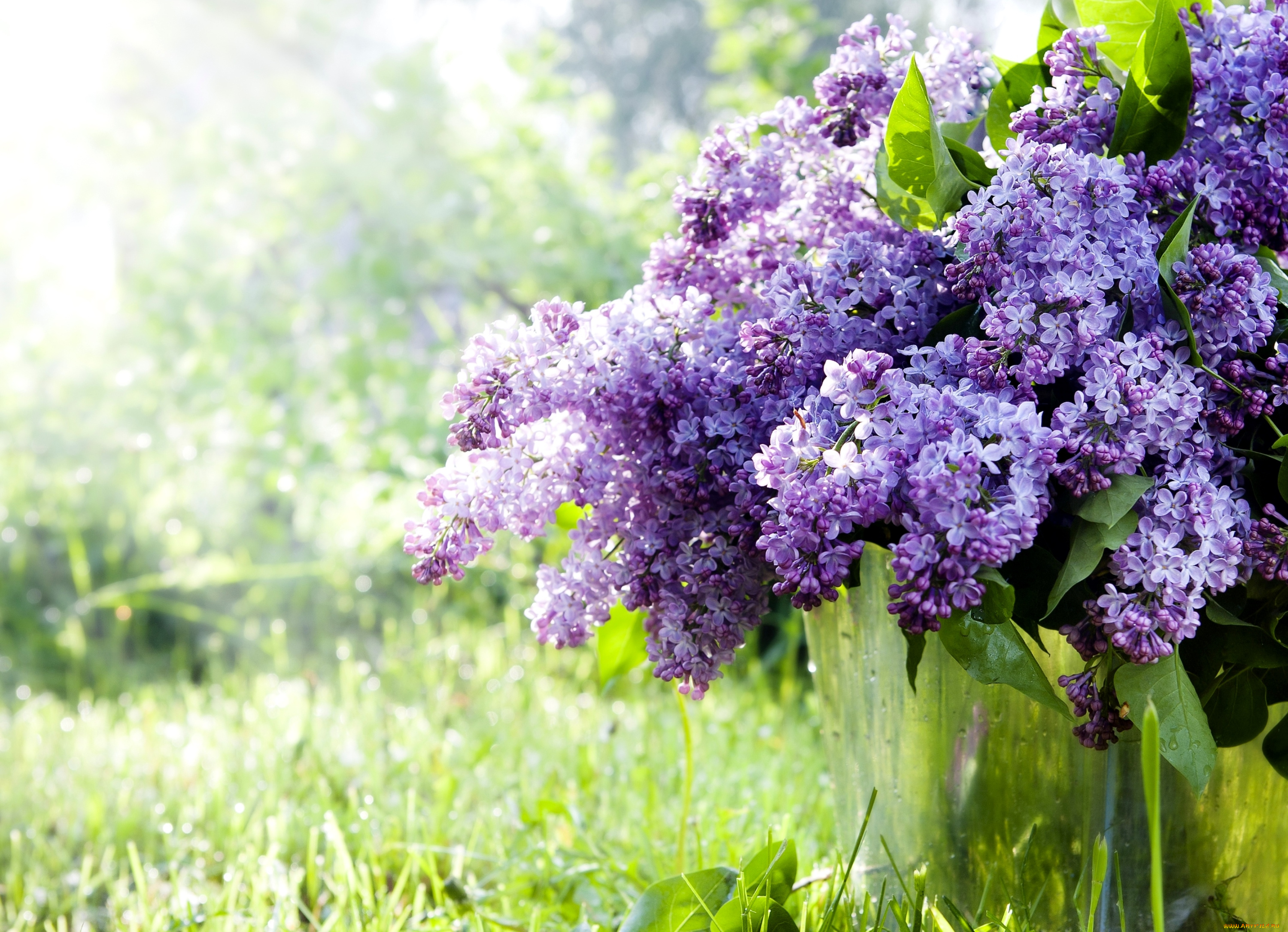 цветы, сирень, букет