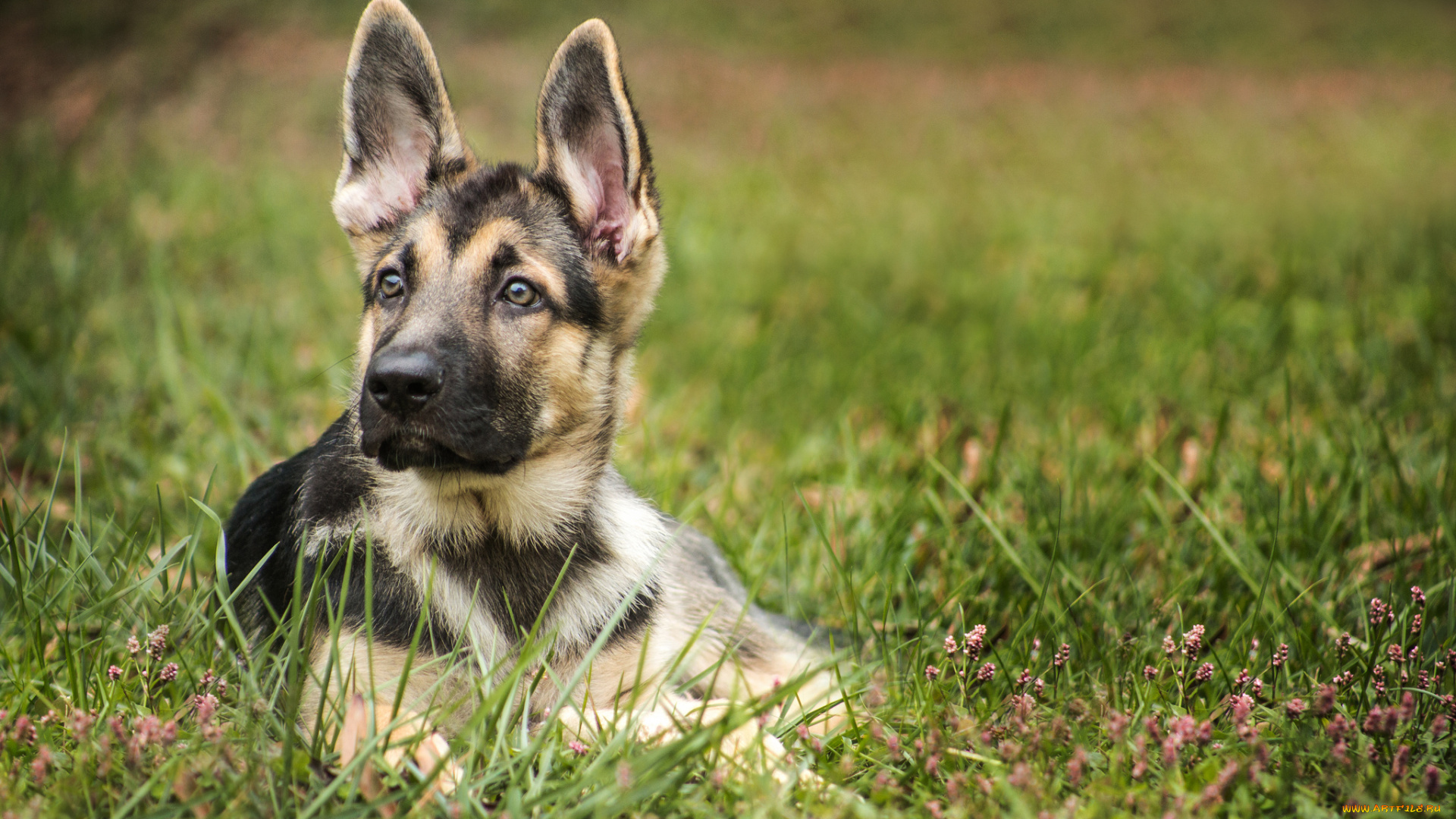 животные, собаки, собачка