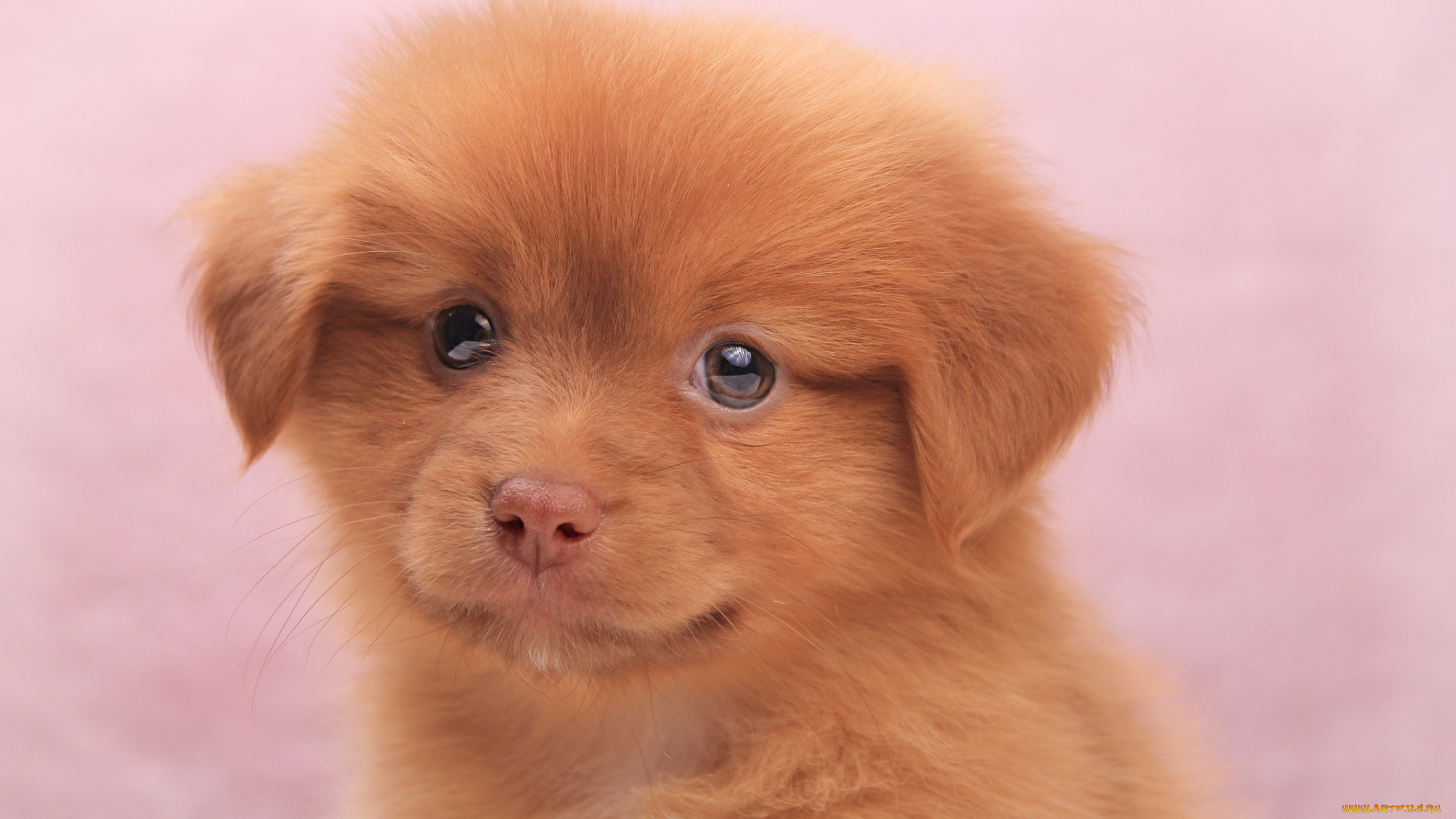 животные, собаки, собачка