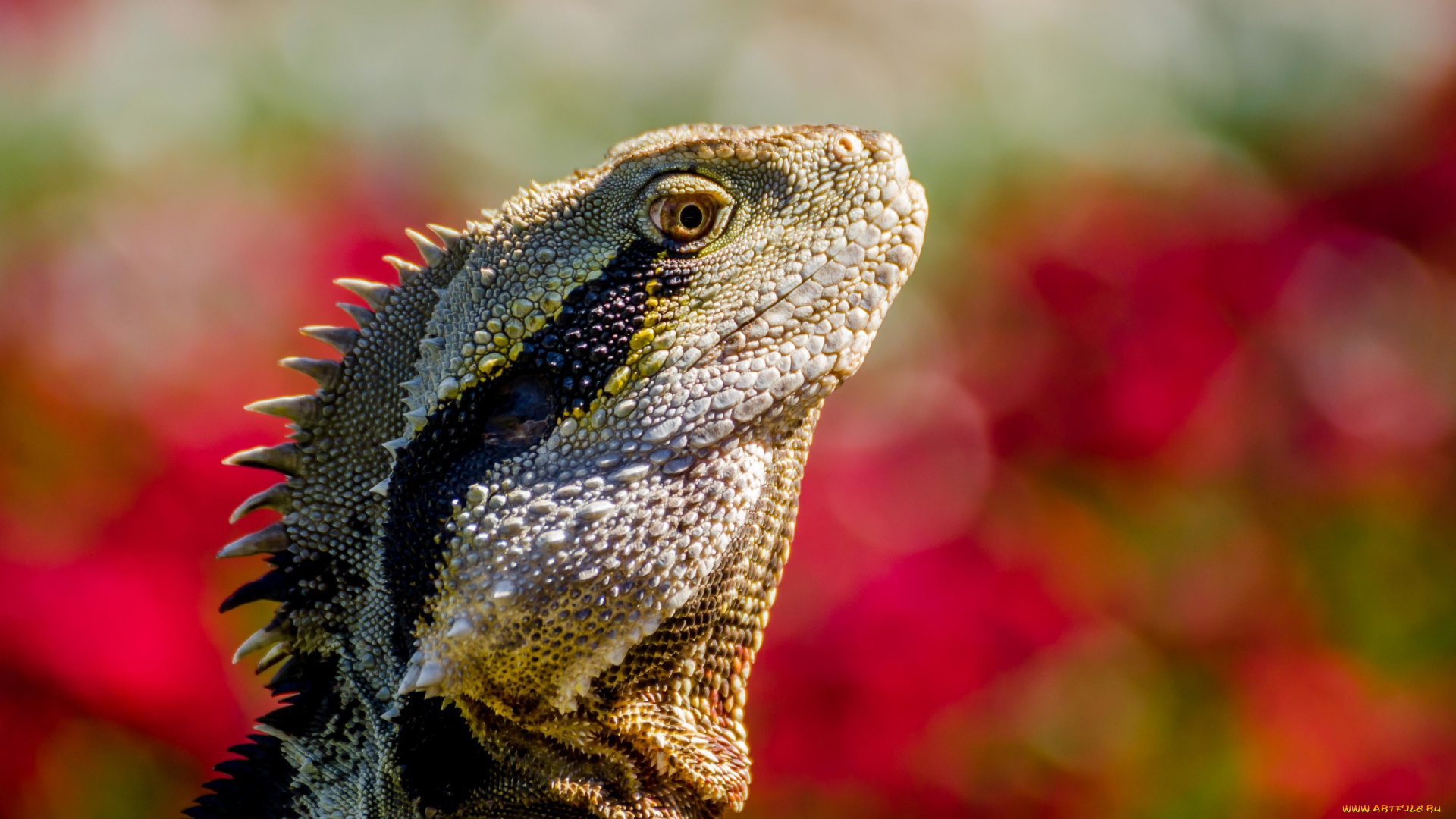 животные, Ящерицы, , игуаны, , вараны, боке, чешуя, ящерица