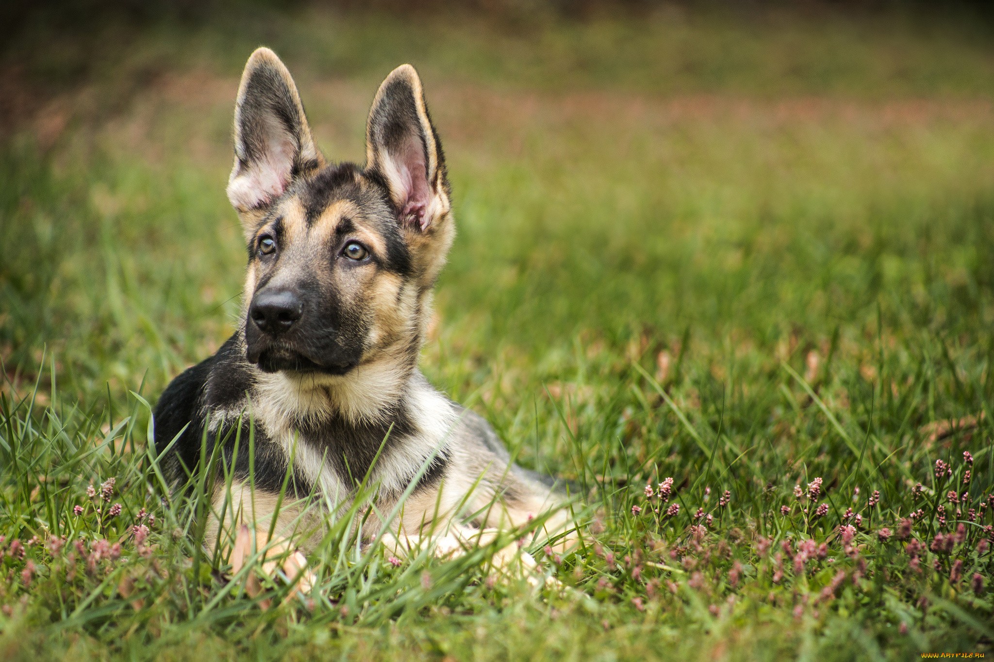 животные, собаки, собачка
