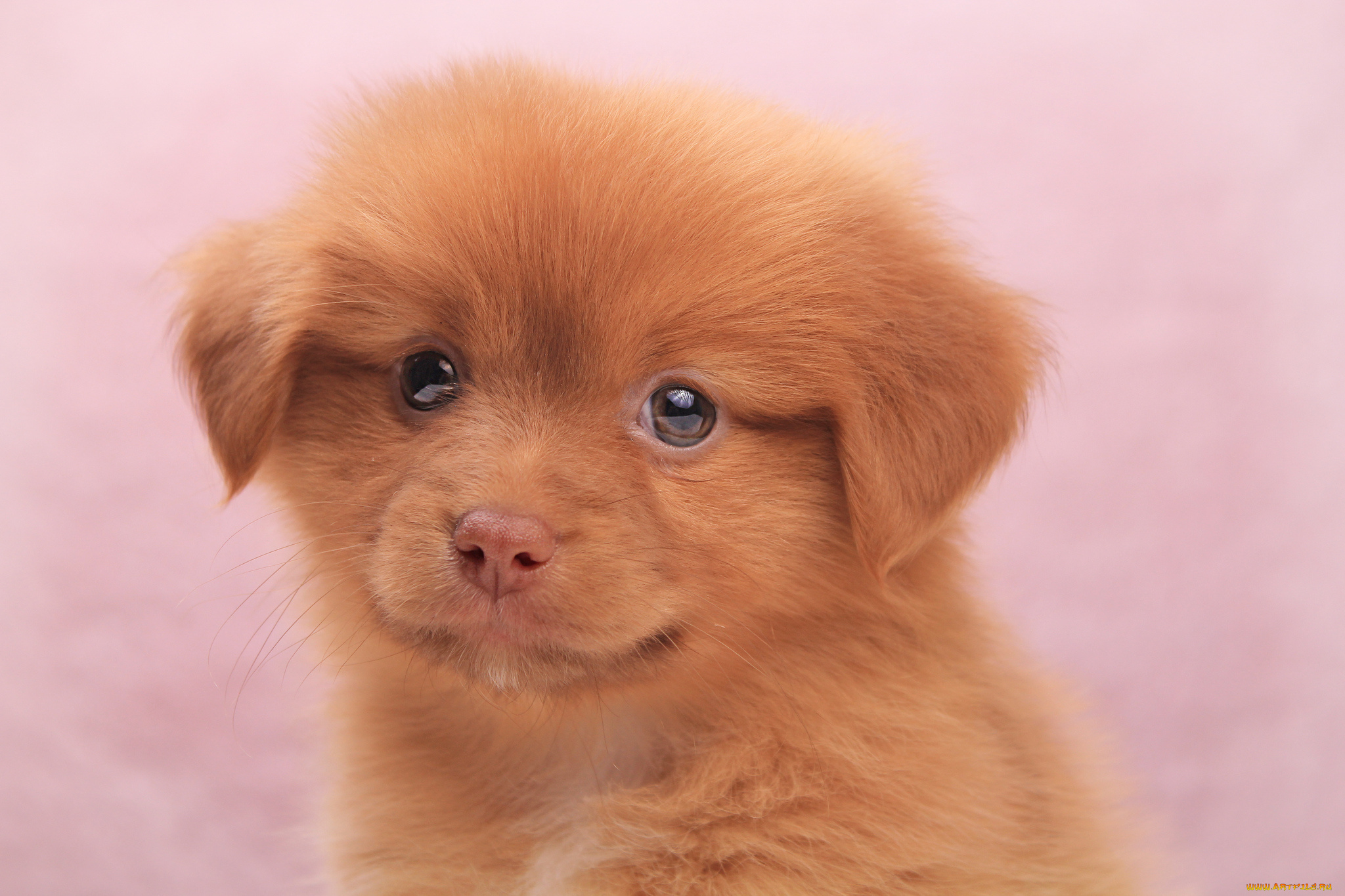 животные, собаки, собачка