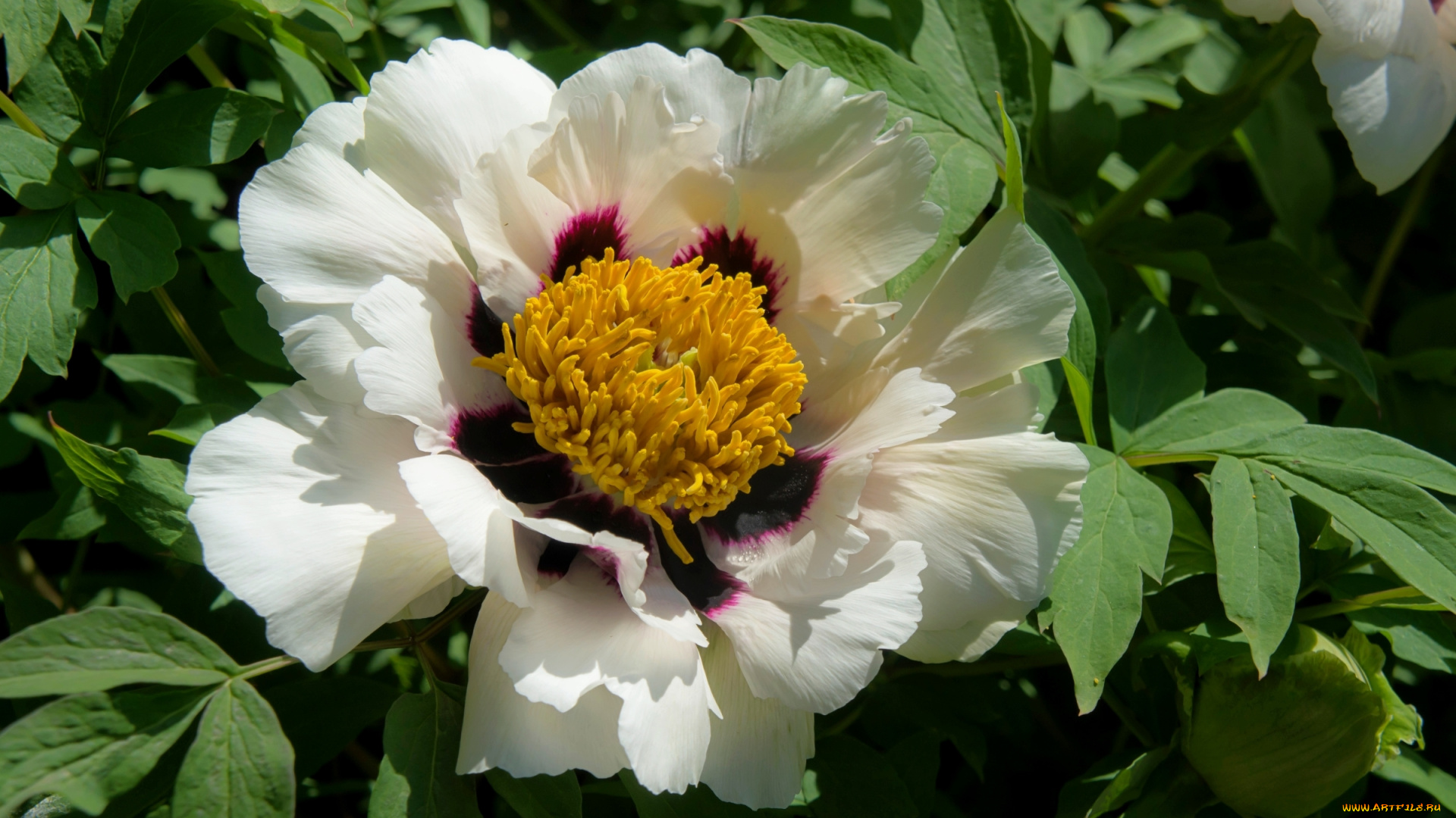 цветы, пионы, лепестки, пион, макро