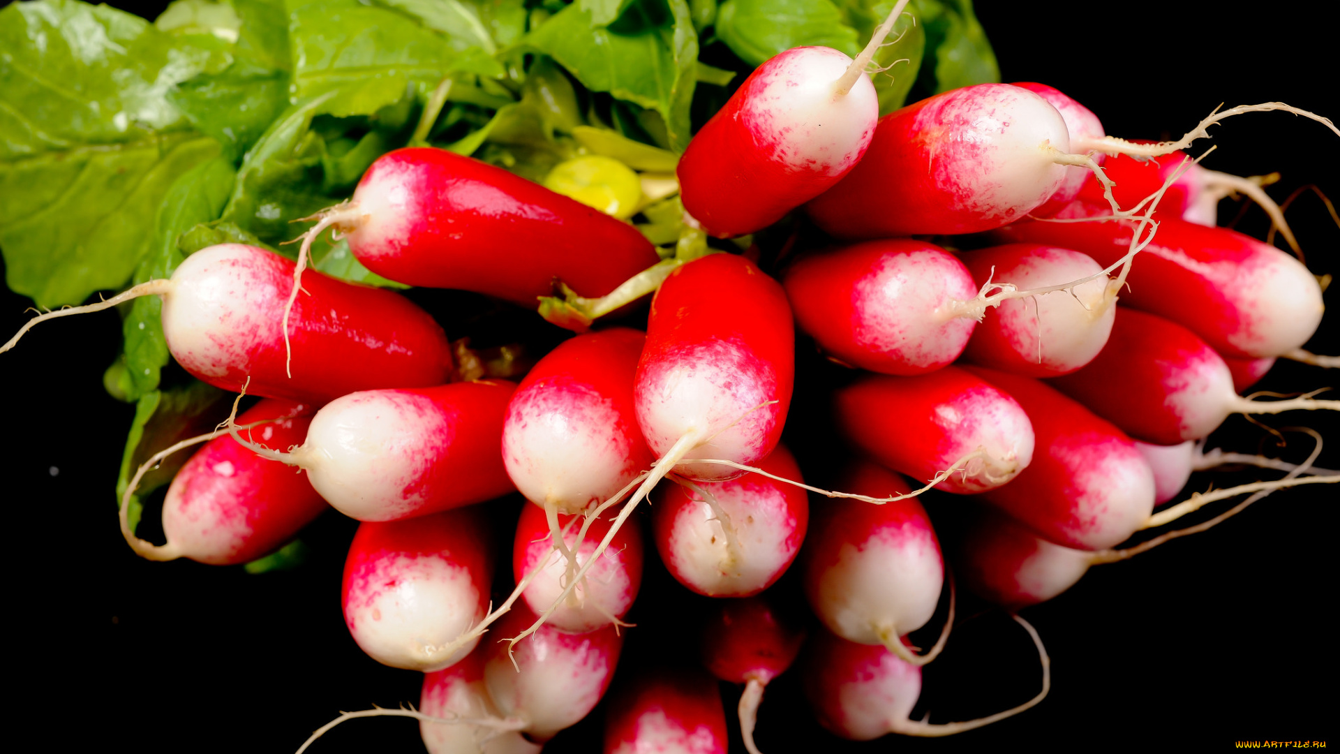 еда, редис, , репа, , редька