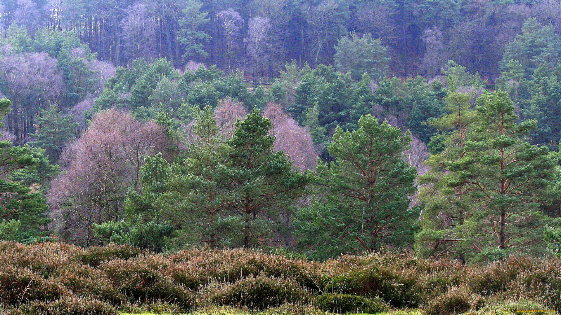 природа, лес, сосны