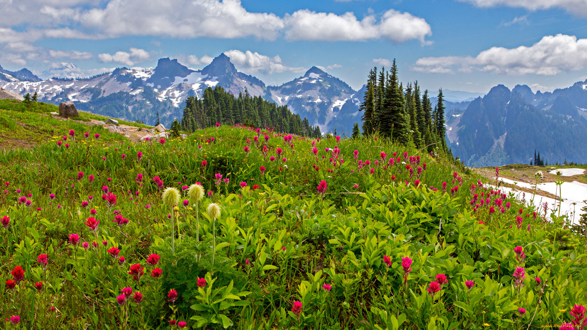 природа, луга, деревья, цветы, камни, облака, трава, вашингтон, сша, mount, rainier, national, park, горы, лужайка