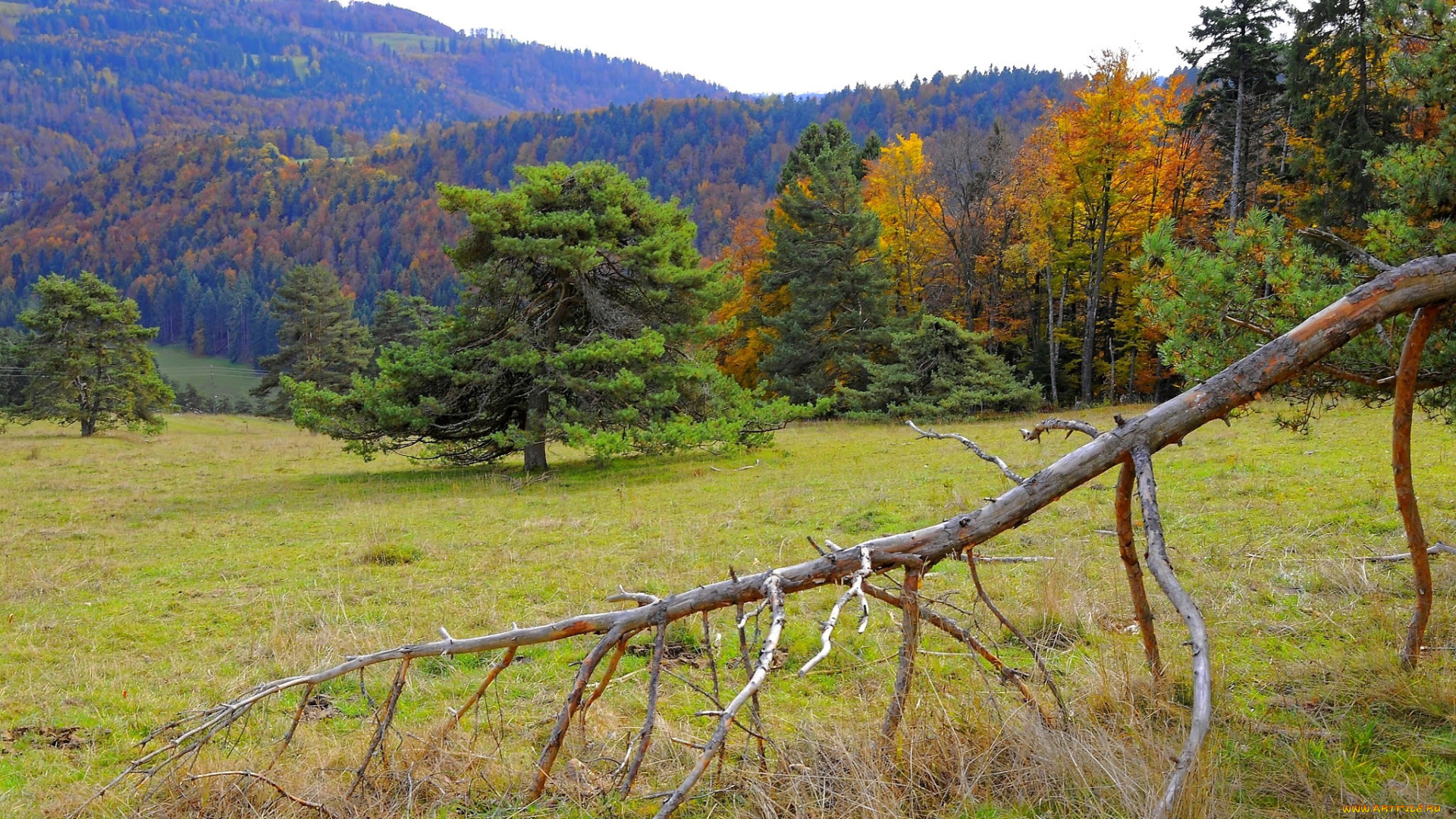 природа, пейзажи, осень, лес, поле