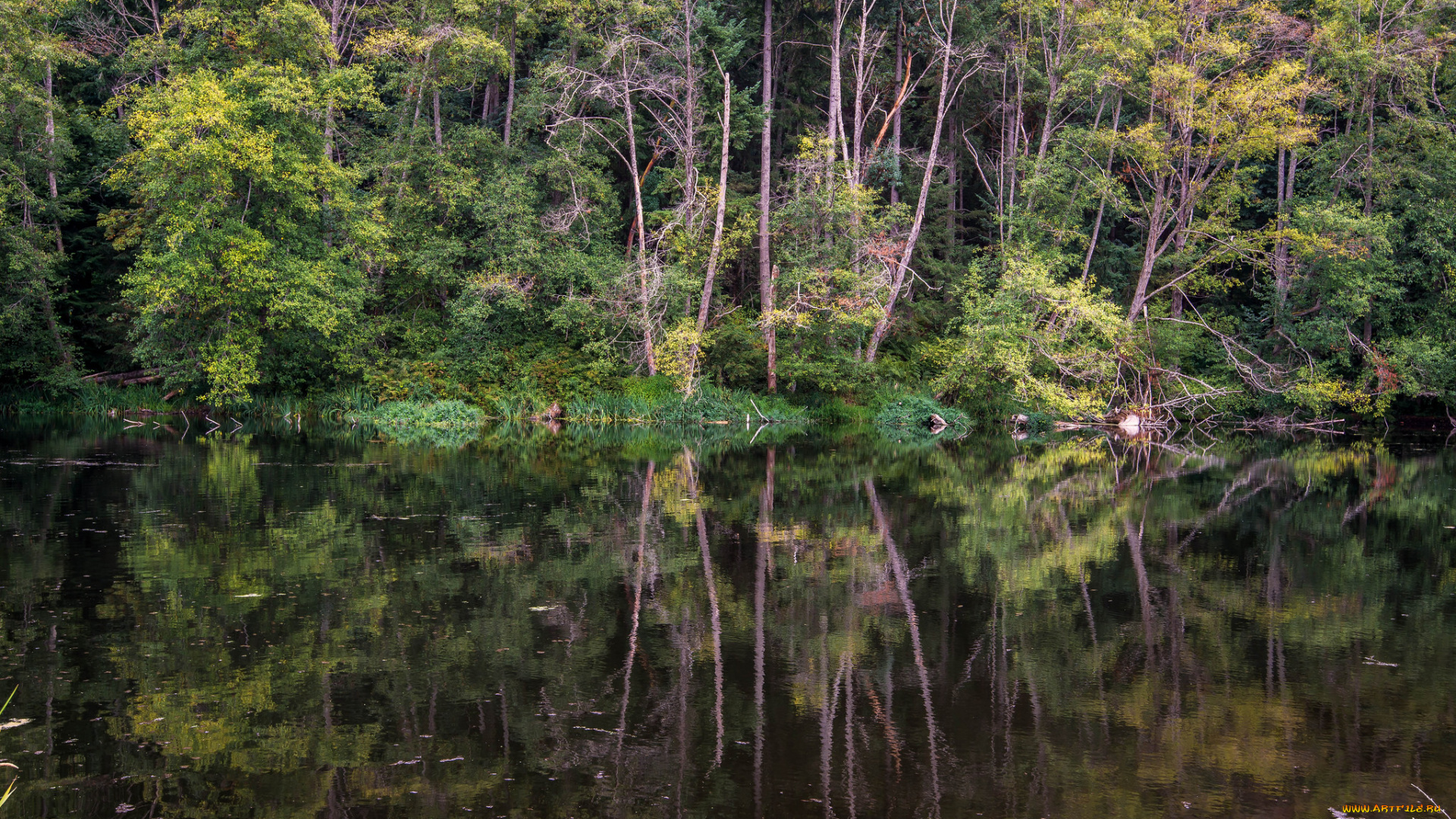 природа, реки, озера, река, лес