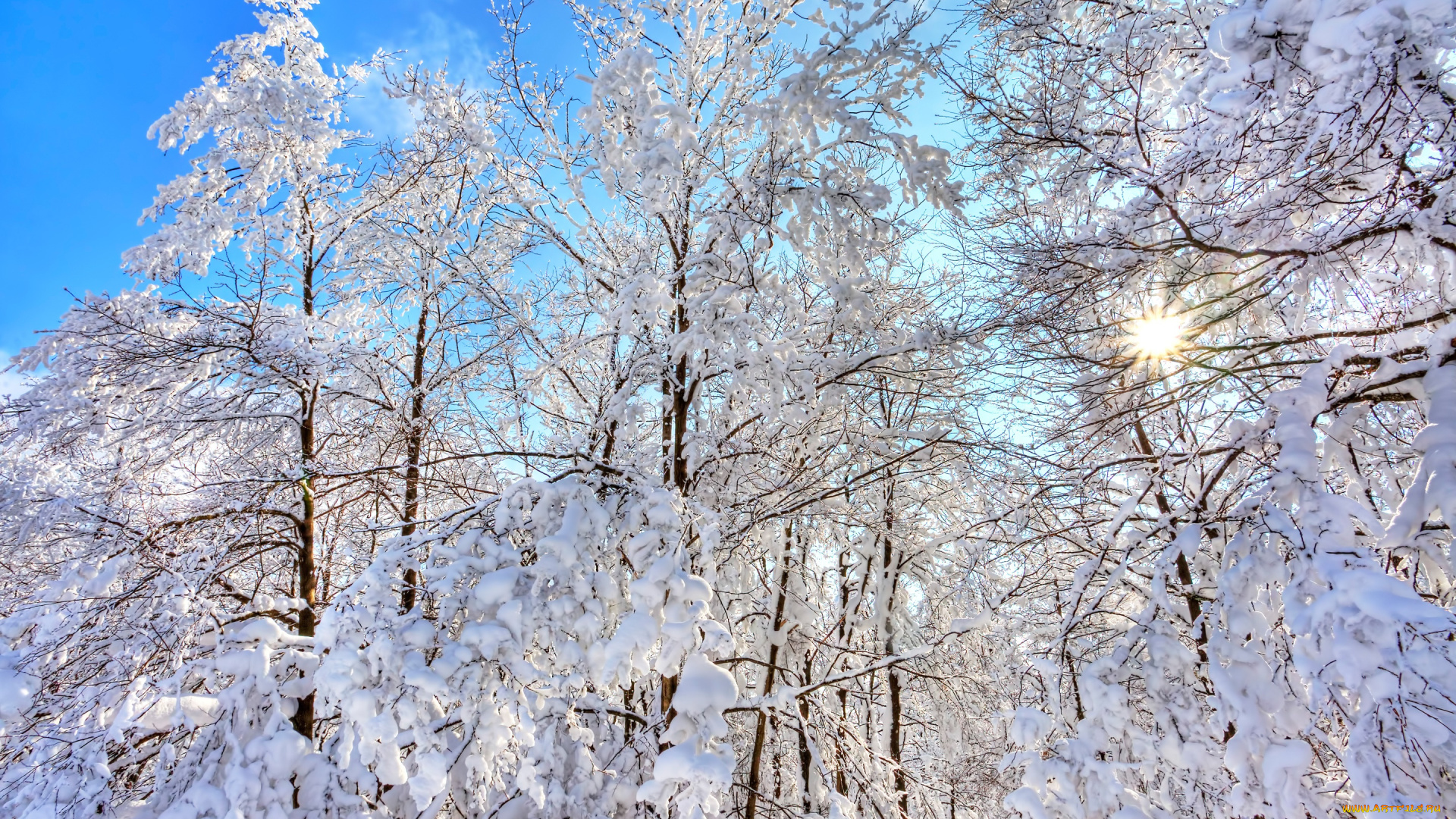 природа, зима, небо, снег, деревья, лес