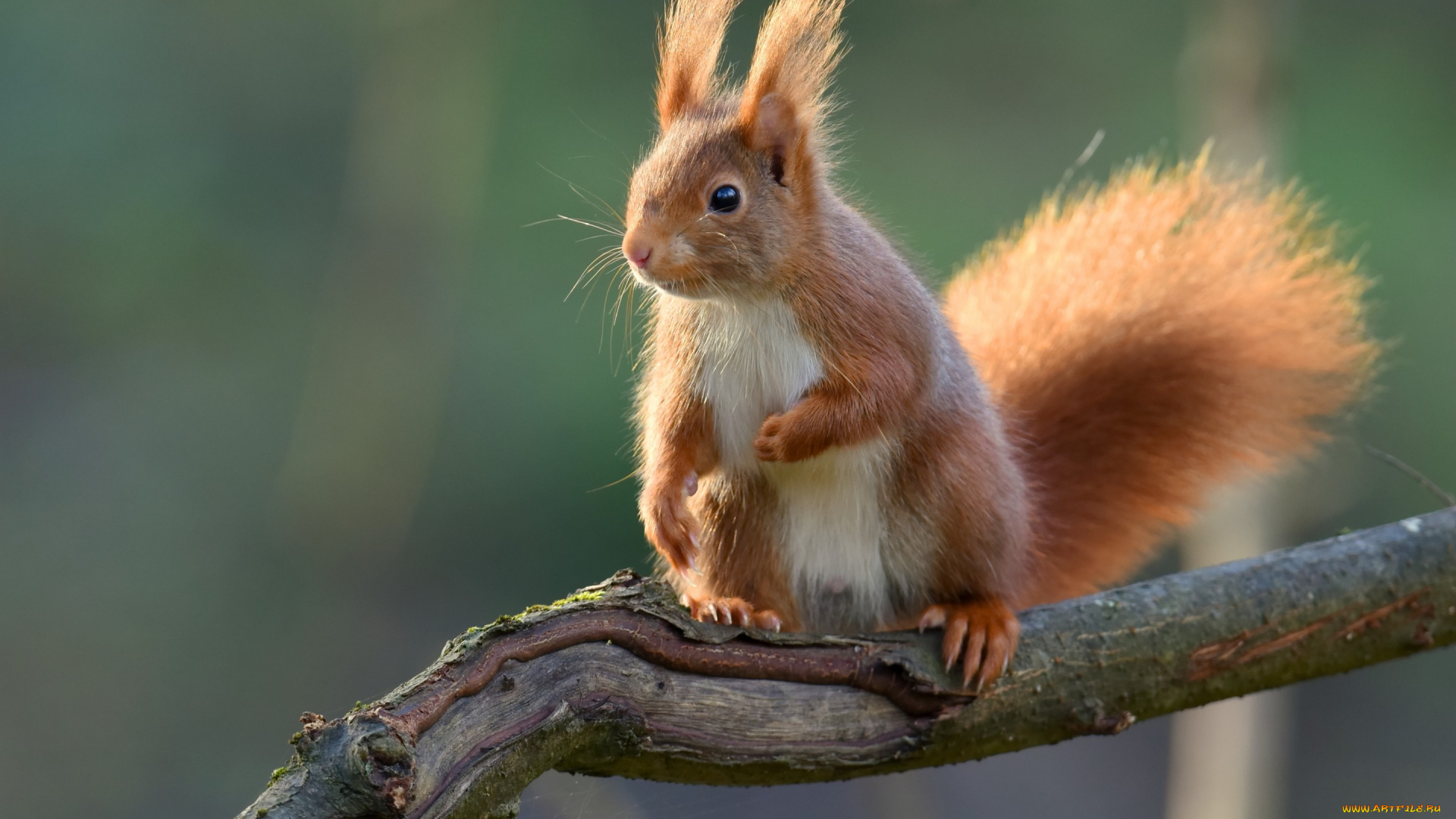 животные, белки, ветка, рыжая, белка