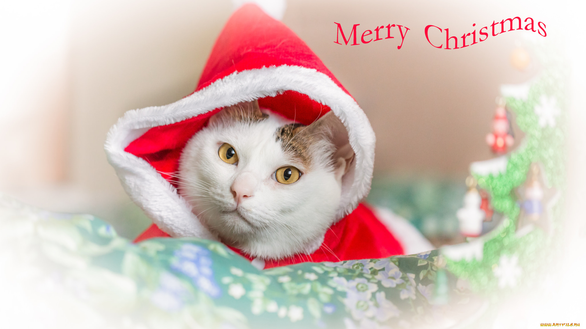 животные, коты, взгляд, капюшон, кошка