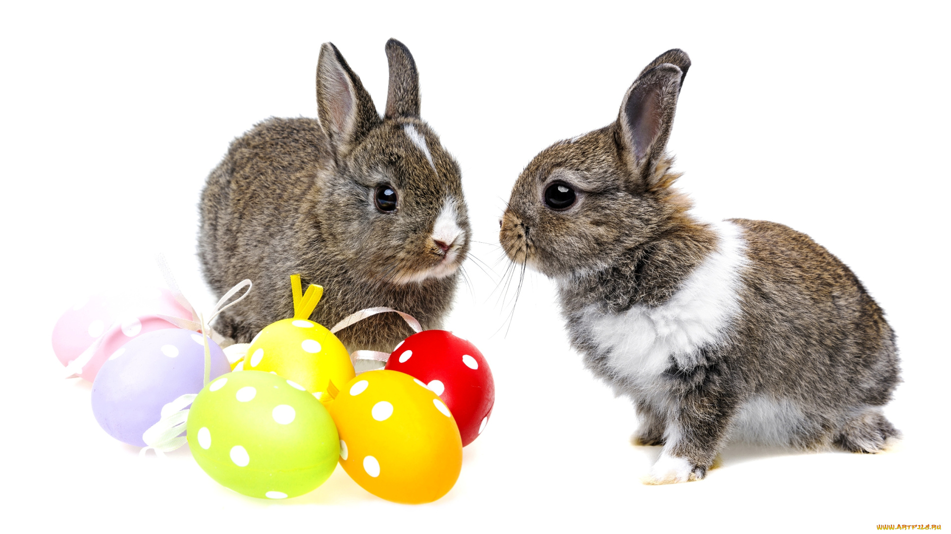 животные, кролики, , зайцы, крольчата, пасха, серые, яйца