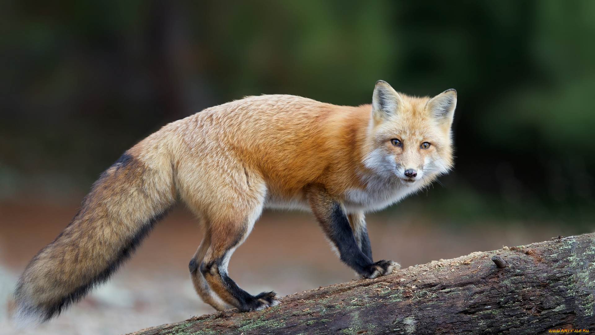 животные, лисы, лис, хищник, взгляд, хвост, рыжая, лисица