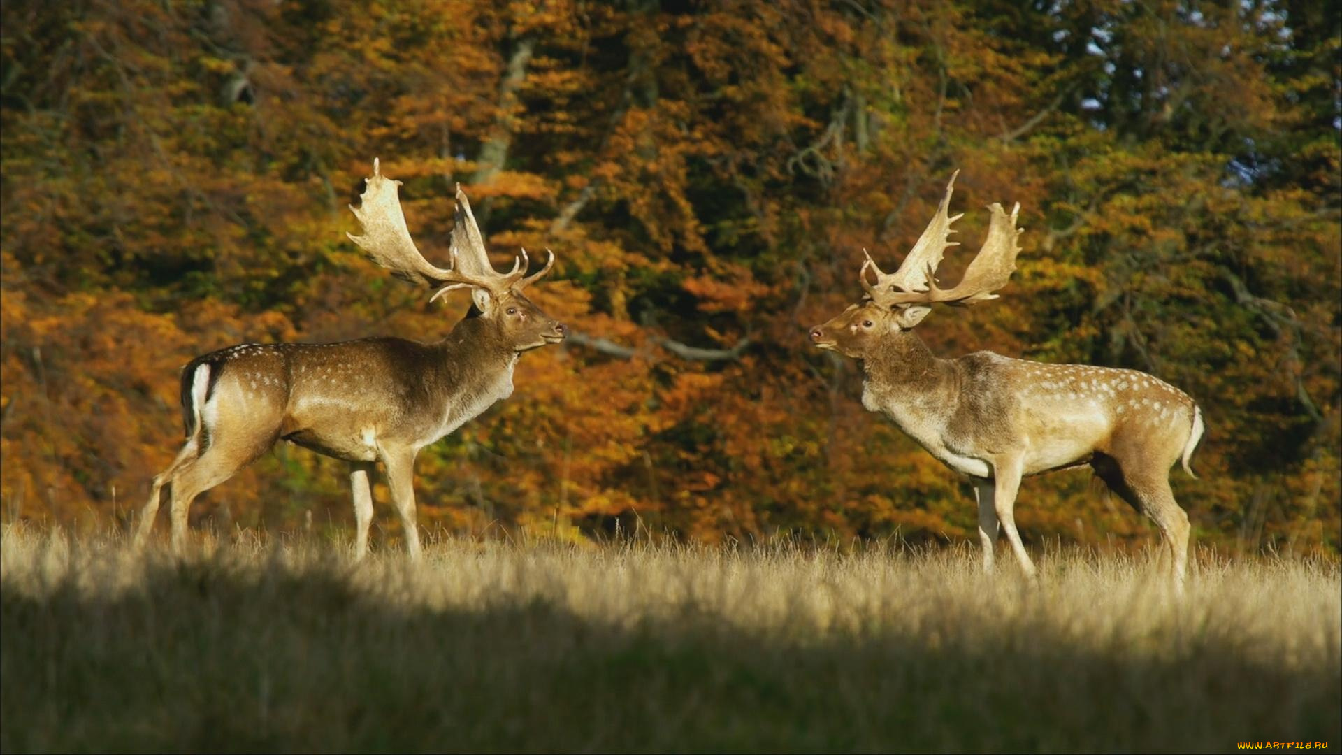 животные, олени, самцы, осень, лес, деревья, лани, рога, трава, соперники