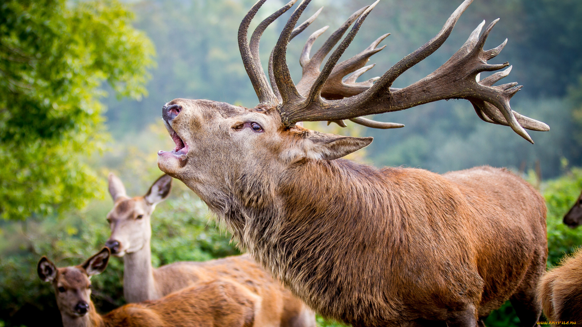 животные, олени, вожак, рога, олень