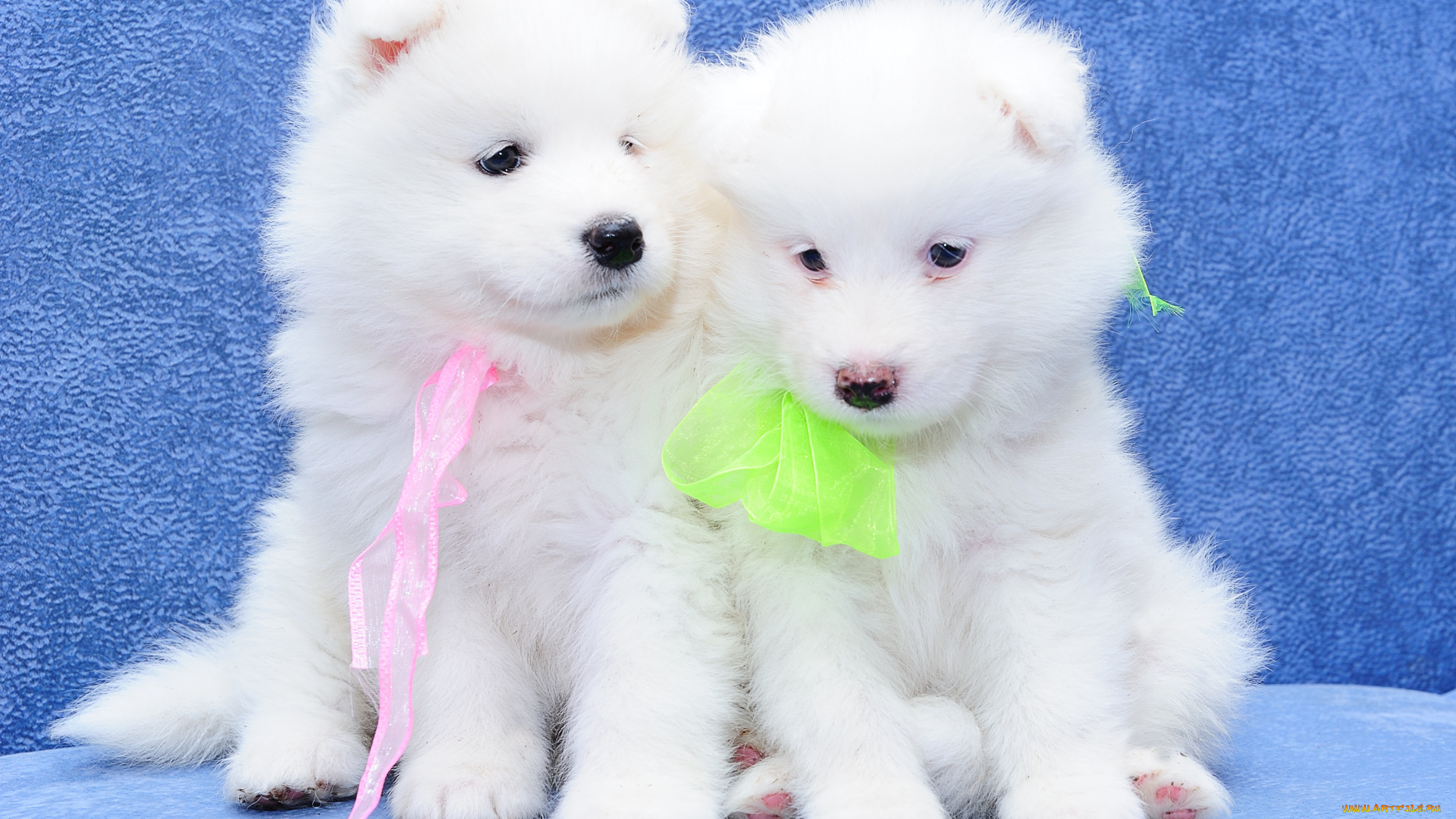 животные, собаки, парочка, щенки, самоед