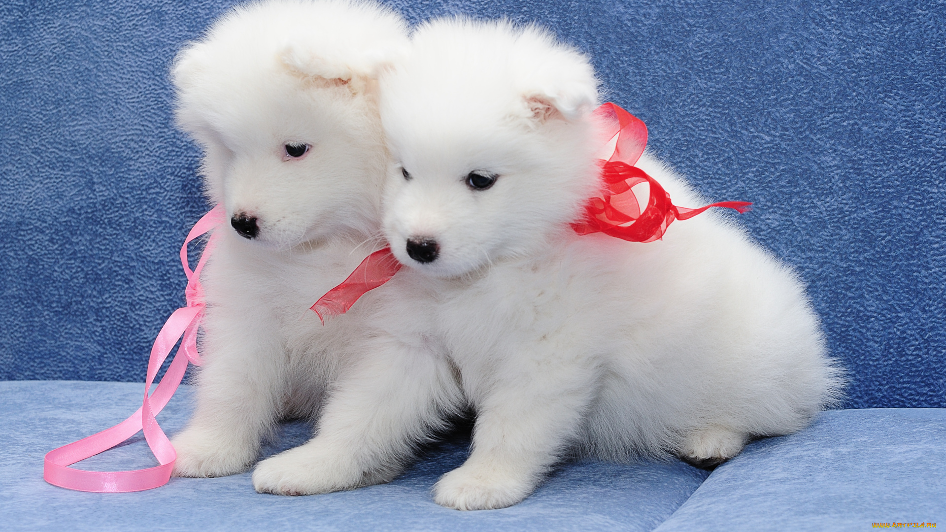 животные, собаки, щенки, самоед, парочка