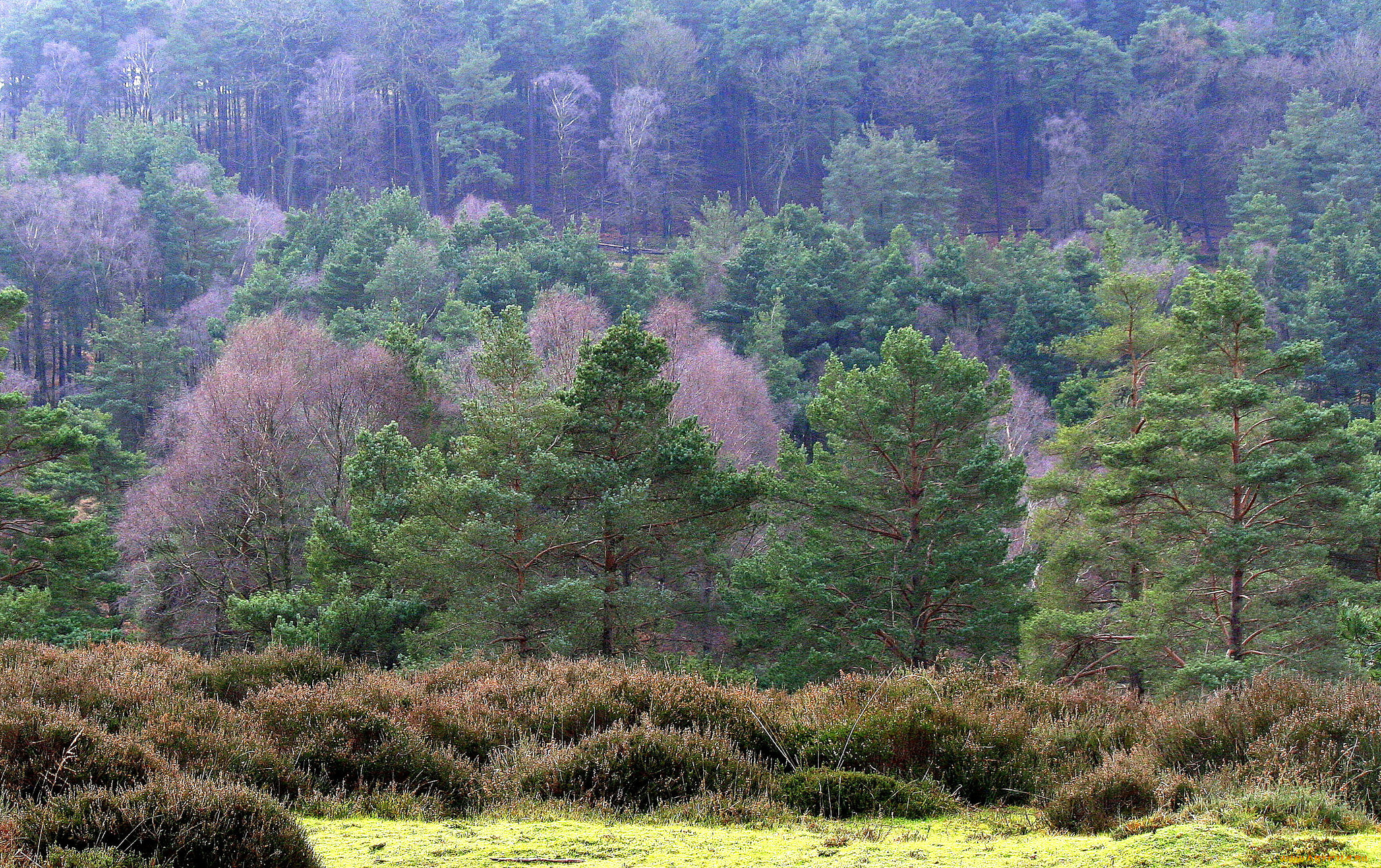 природа, лес, сосны