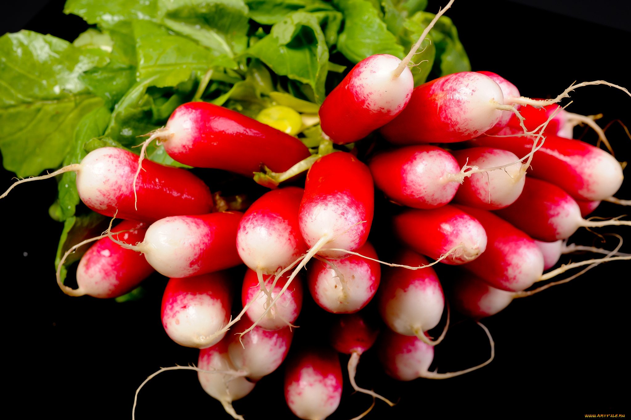 еда, редис, , репа, , редька
