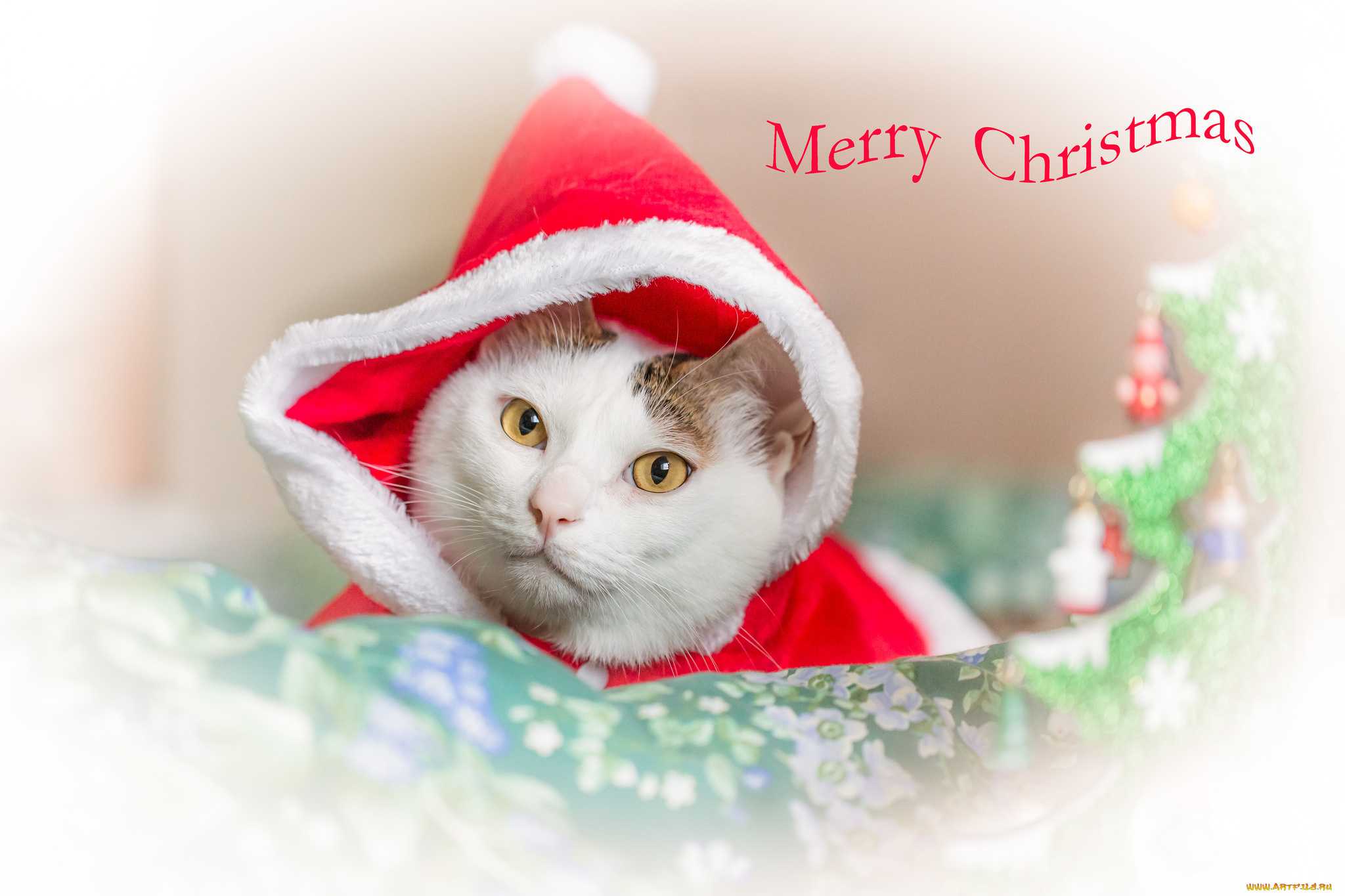 животные, коты, взгляд, капюшон, кошка