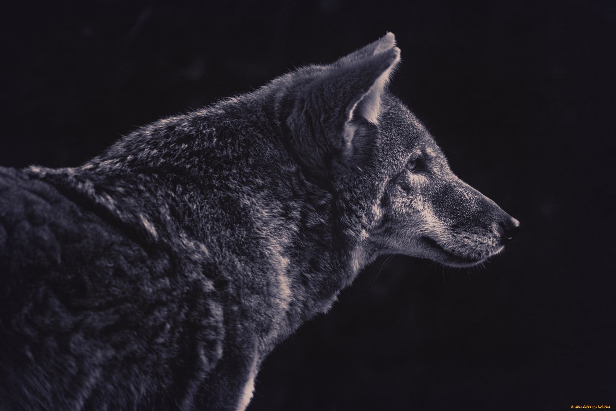 животные, волки, , койоты, , шакалы, хищник, профиль, волк