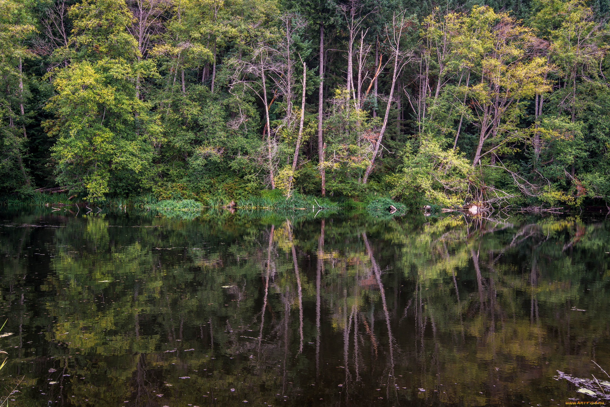 природа, реки, озера, река, лес