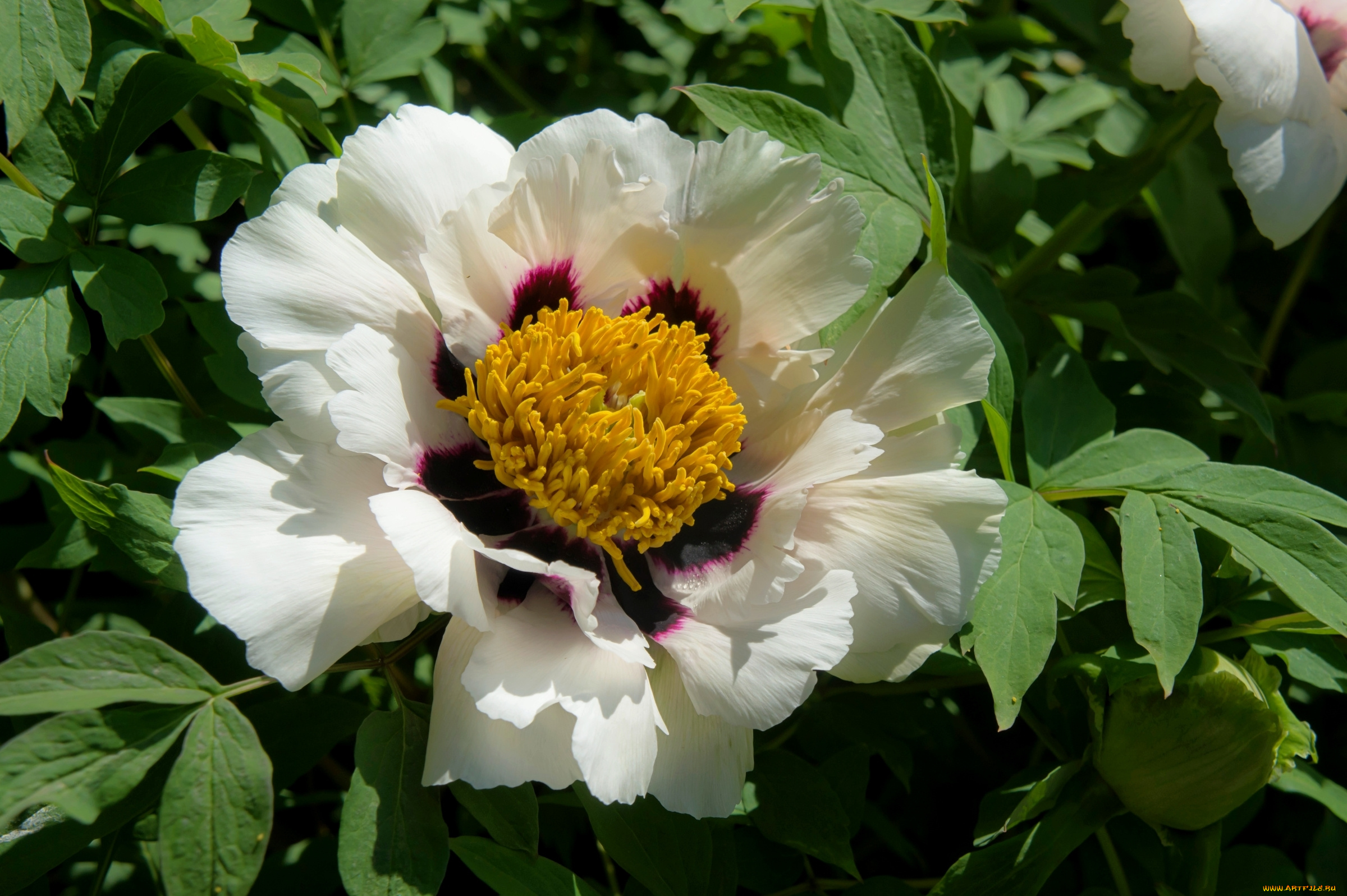 цветы, пионы, лепестки, пион, макро