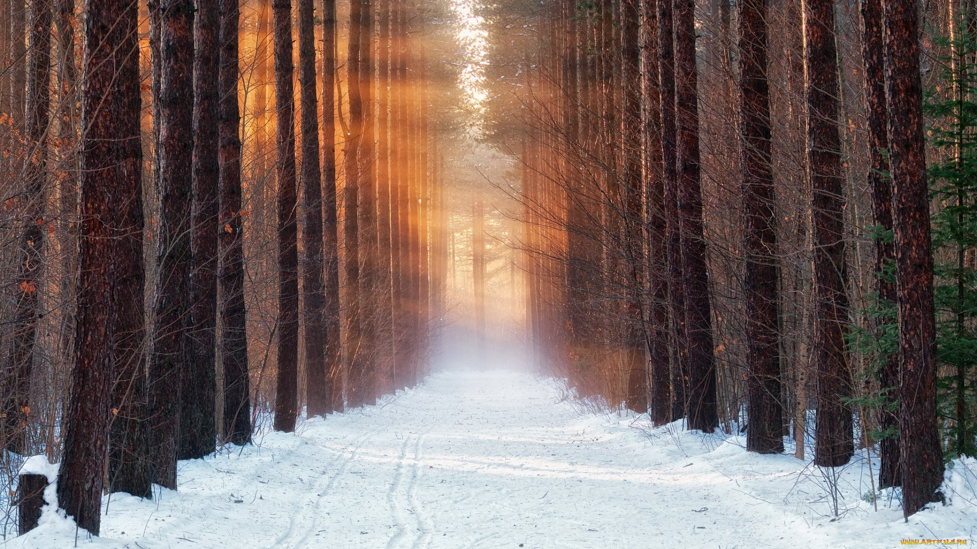 природа, дороги, деревья, снег