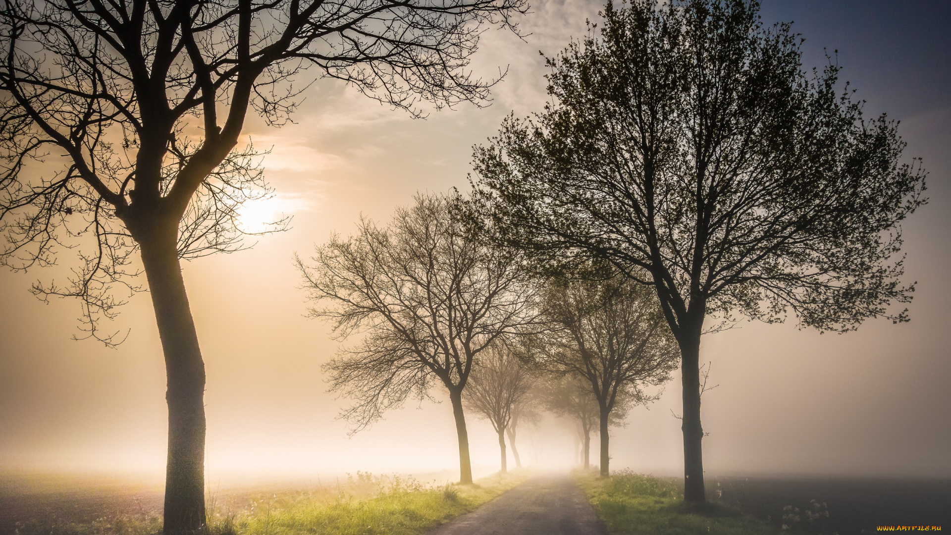 природа, дороги, дорога, деревья