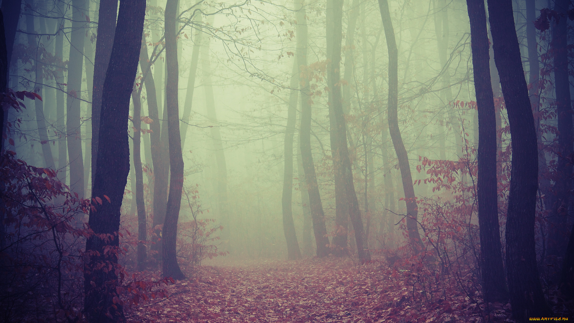 природа, лес, туман, осень