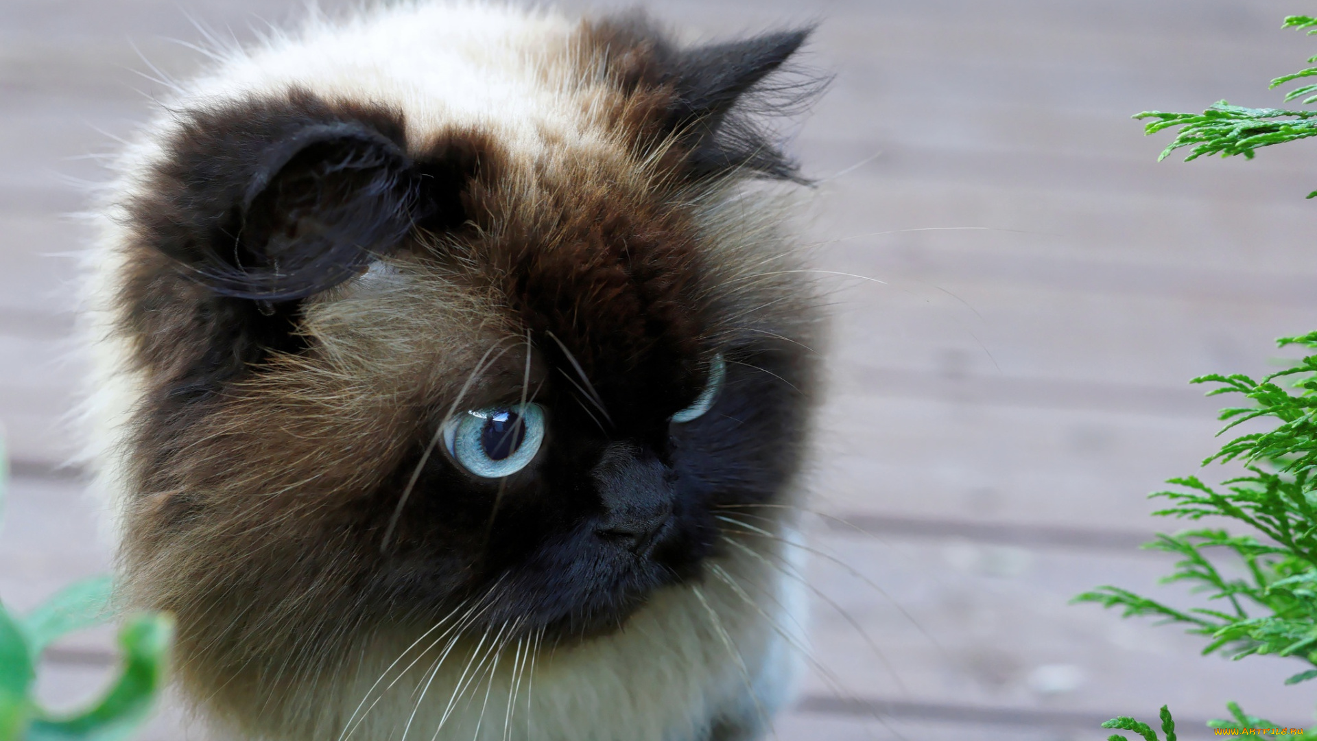 кот, животные, коты