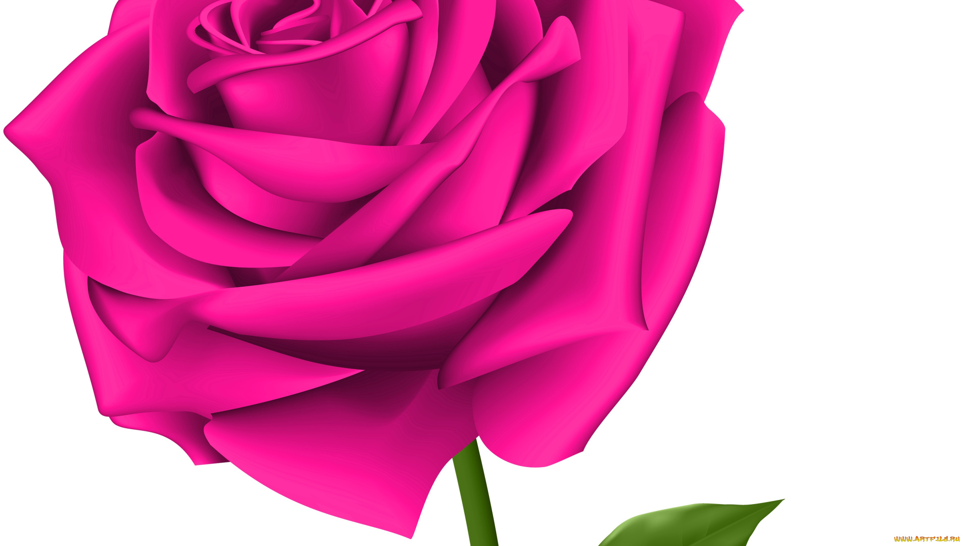 векторная, графика, цветы, , flowers, фон, лепестки, роза