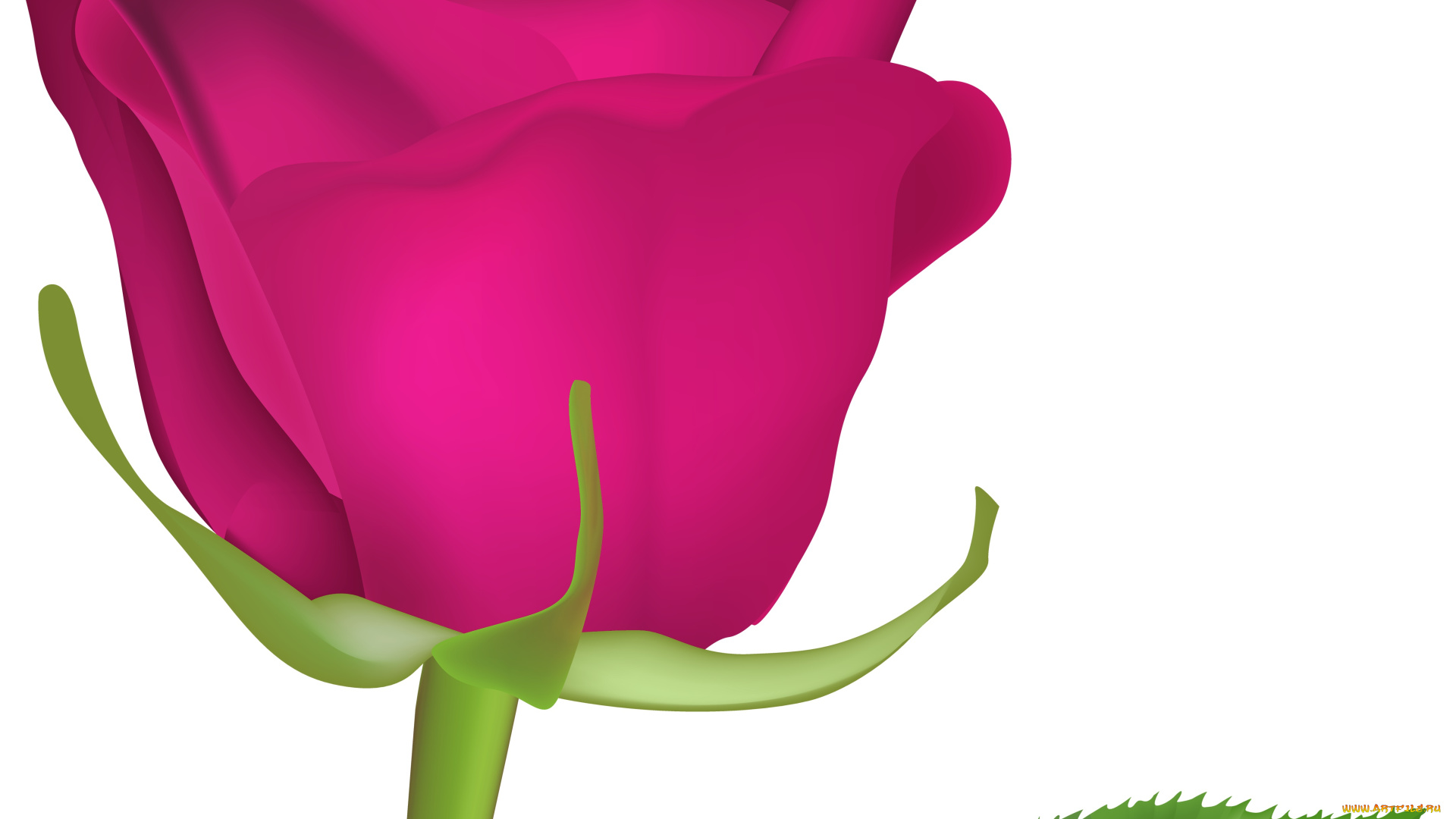 векторная, графика, цветы, , flowers, фон, лепестки, роза