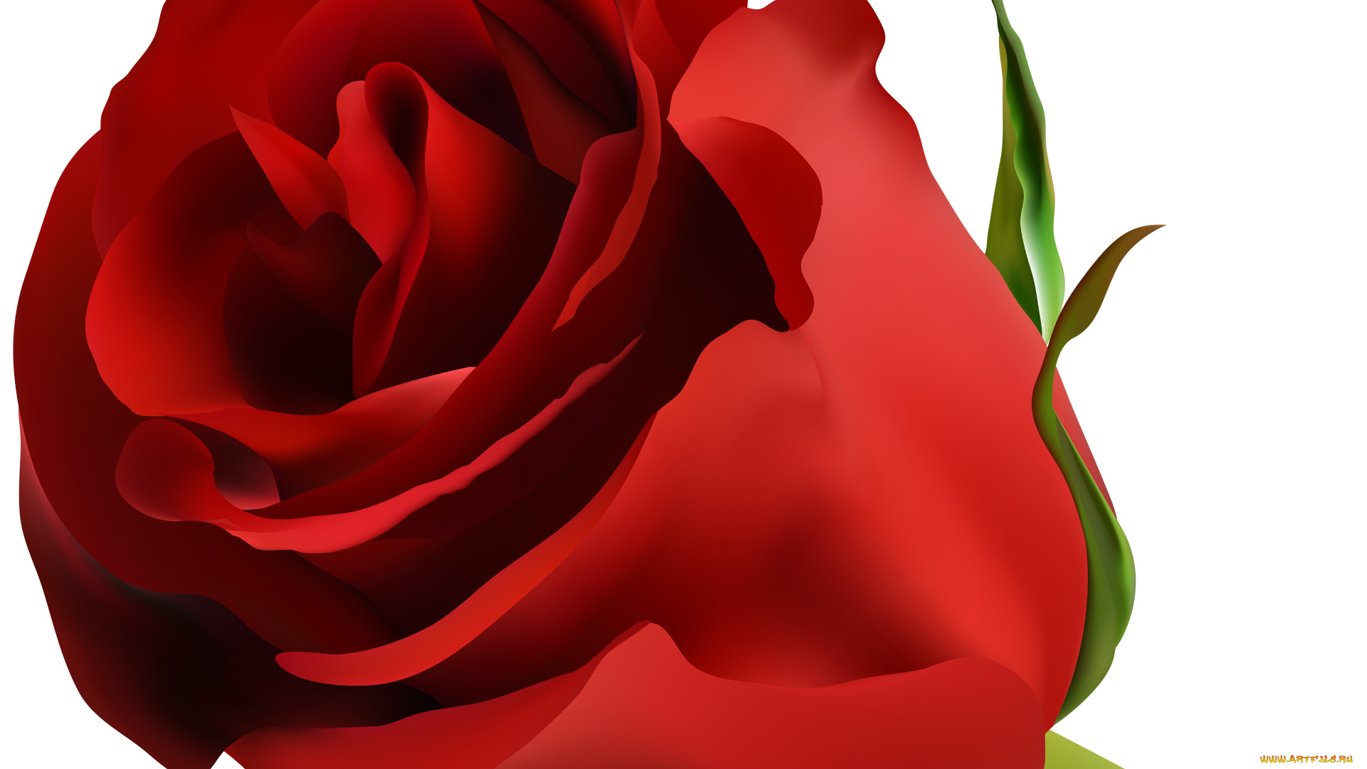 векторная, графика, цветы, , flowers, фон, лепестки, роза