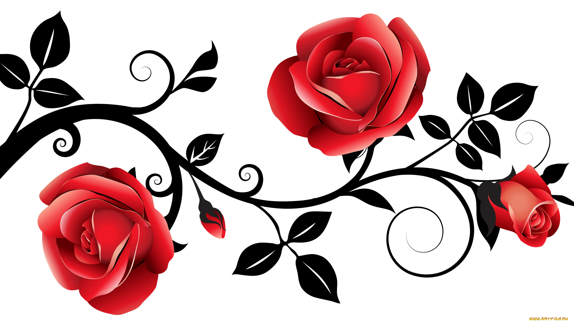 векторная, графика, цветы, , flowers, роза, лепестки, фон