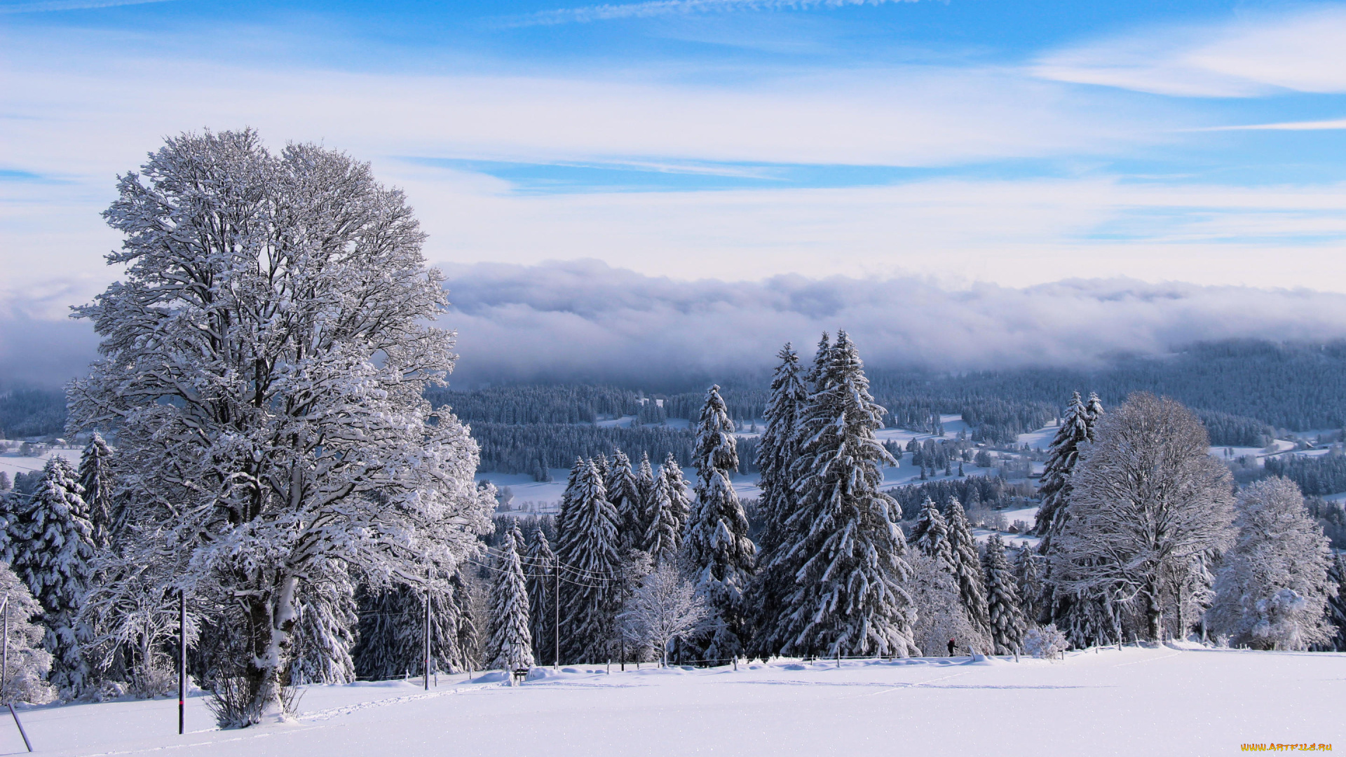 природа, зима, снег, деревья