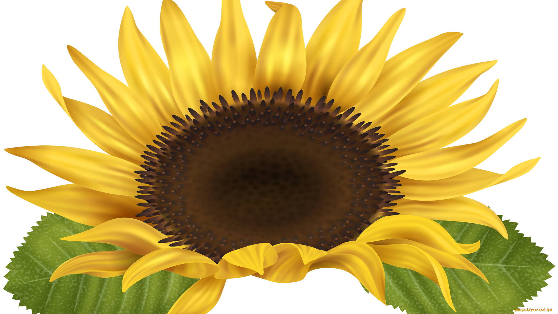 векторная, графика, цветы, , flowers, цветы, лепестки, фон