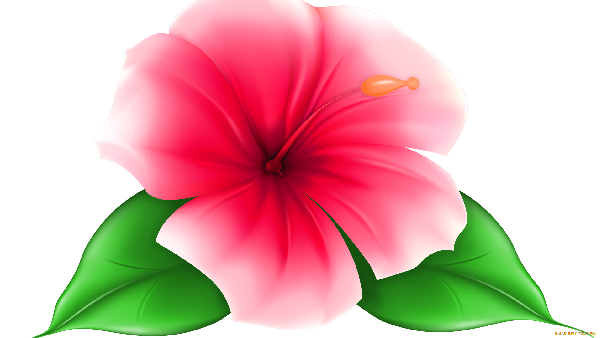 векторная, графика, цветы, , flowers, фон, цветок, лепестки